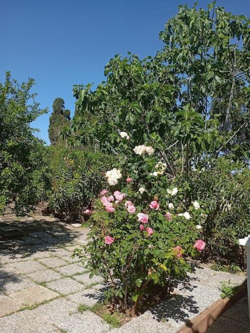 Photo 42