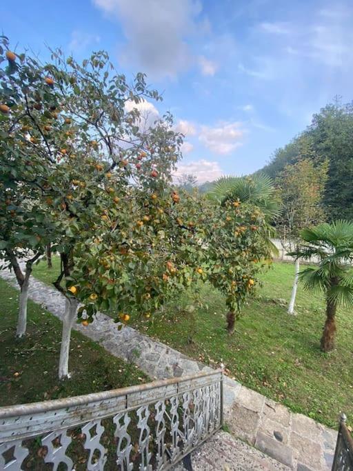 Rancho Kursebi