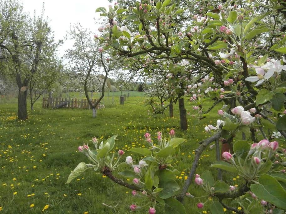 Ferienwohnung im Vogelhaus mit Dachterasse und großem Garten