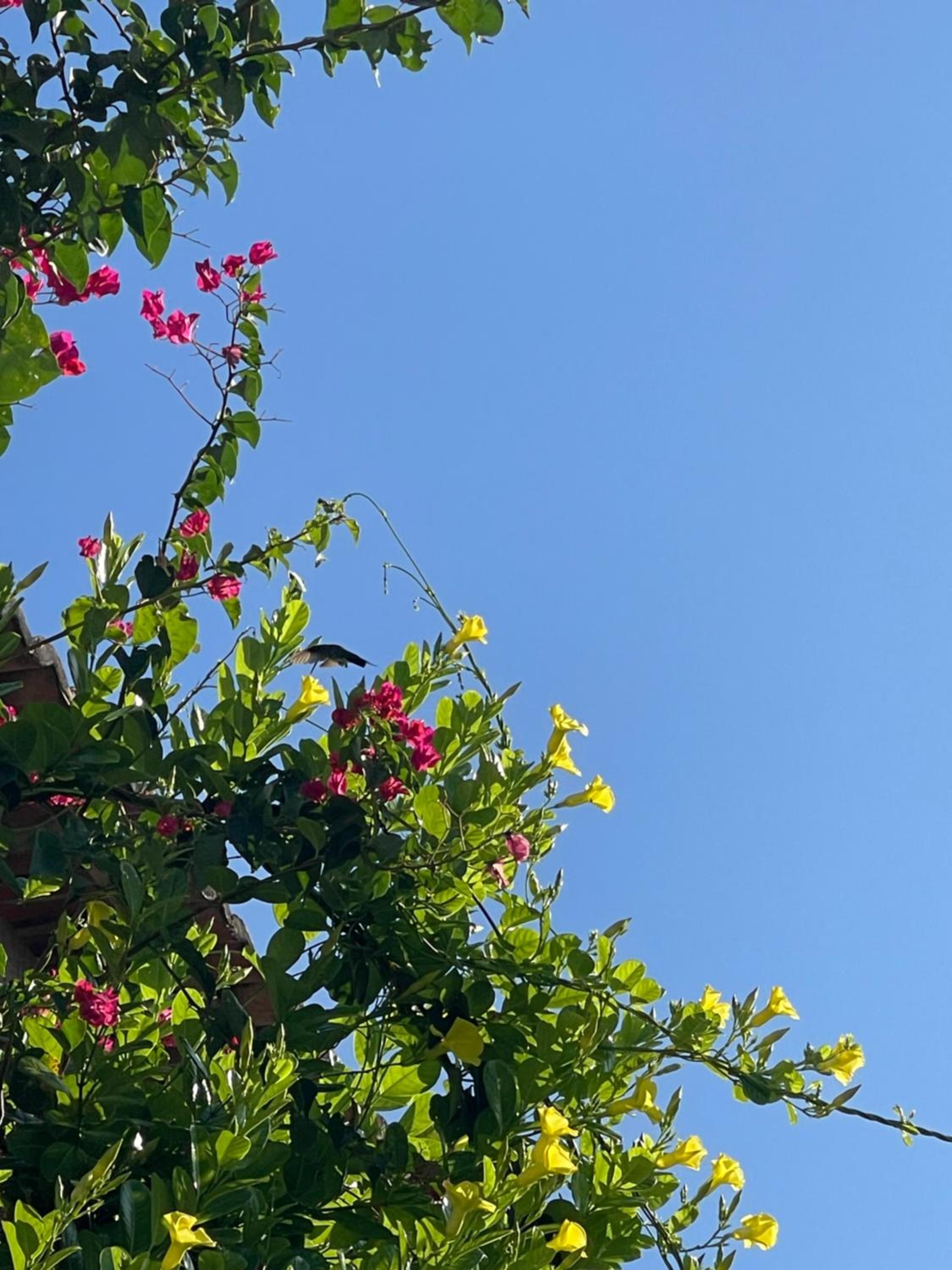 Morada do Vento