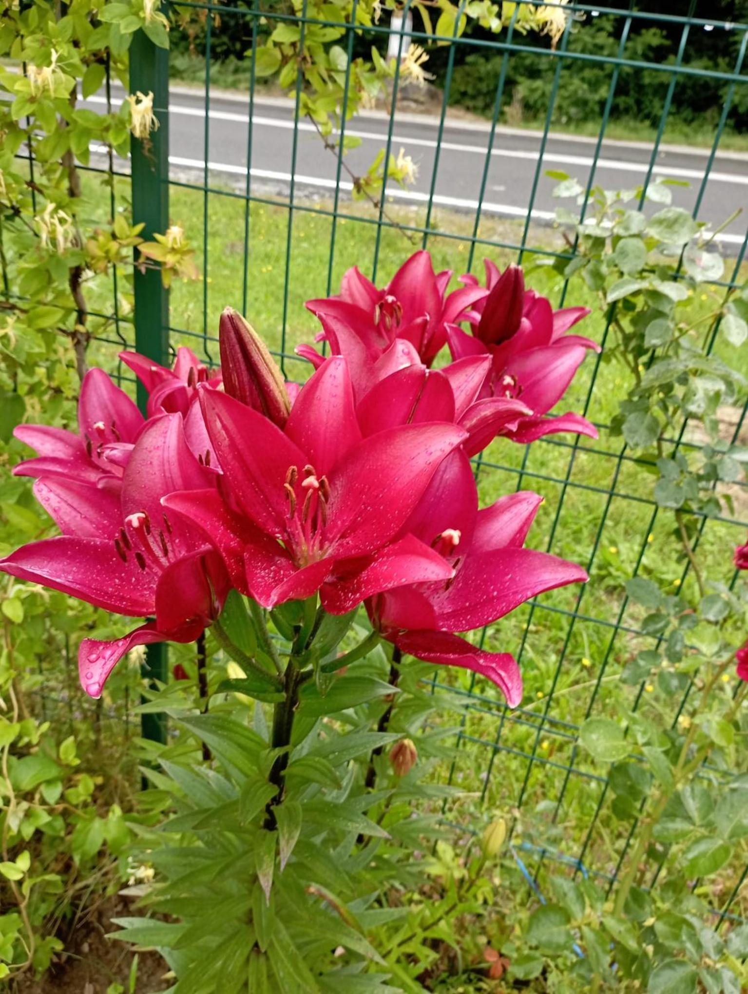 Pensiunea Dateș