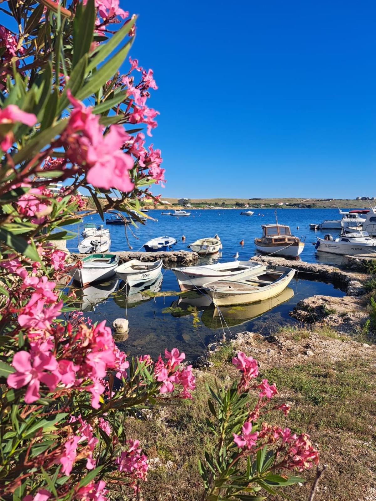 Apartman Plesa