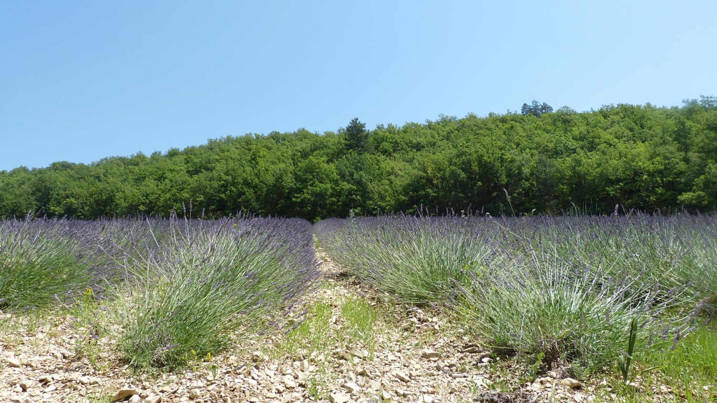 La Prairie