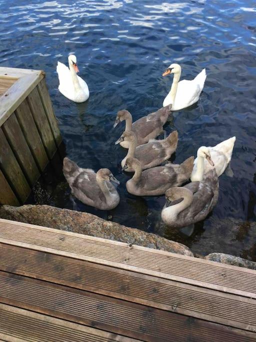 Photo 44