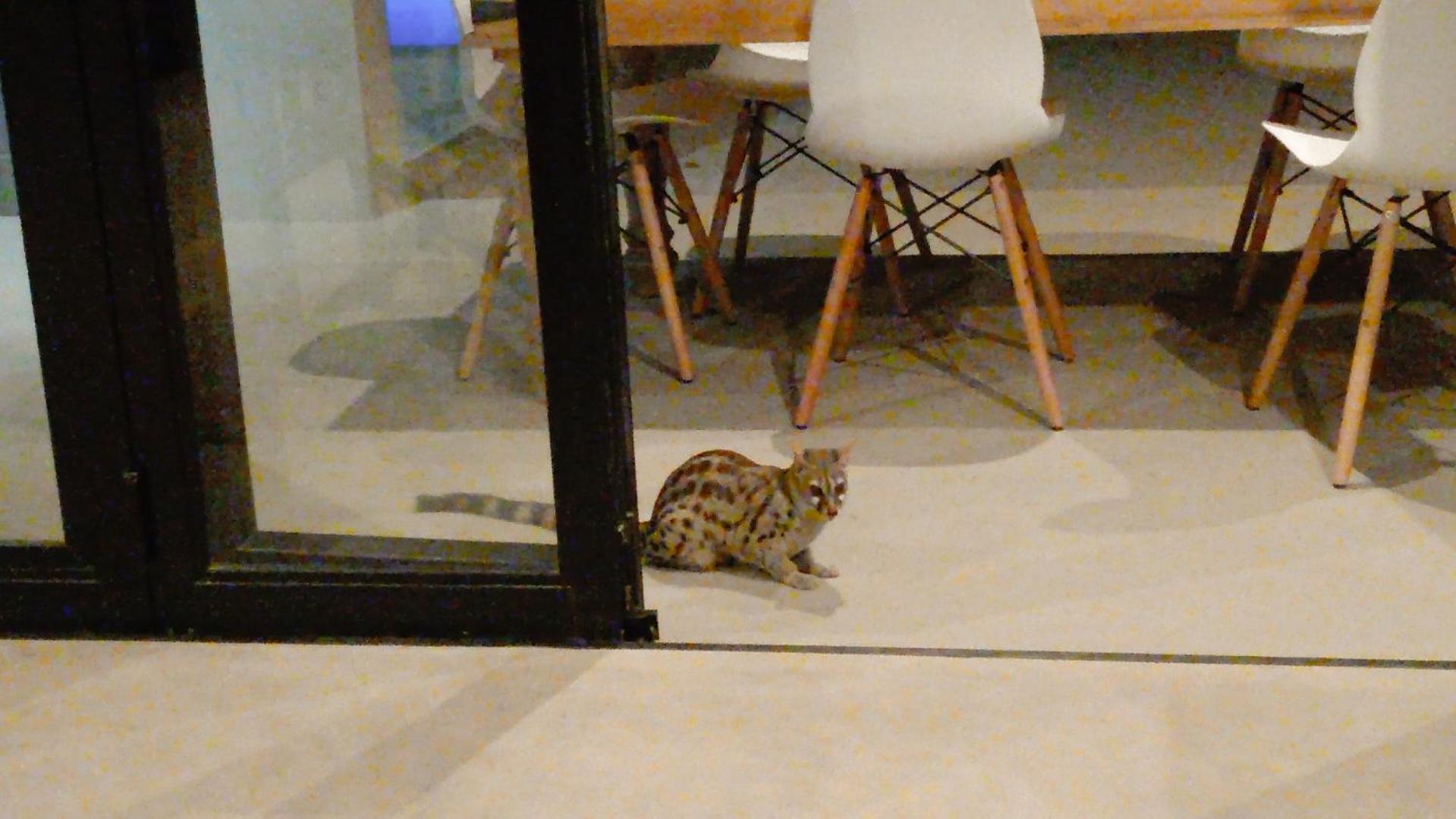 Photo 41