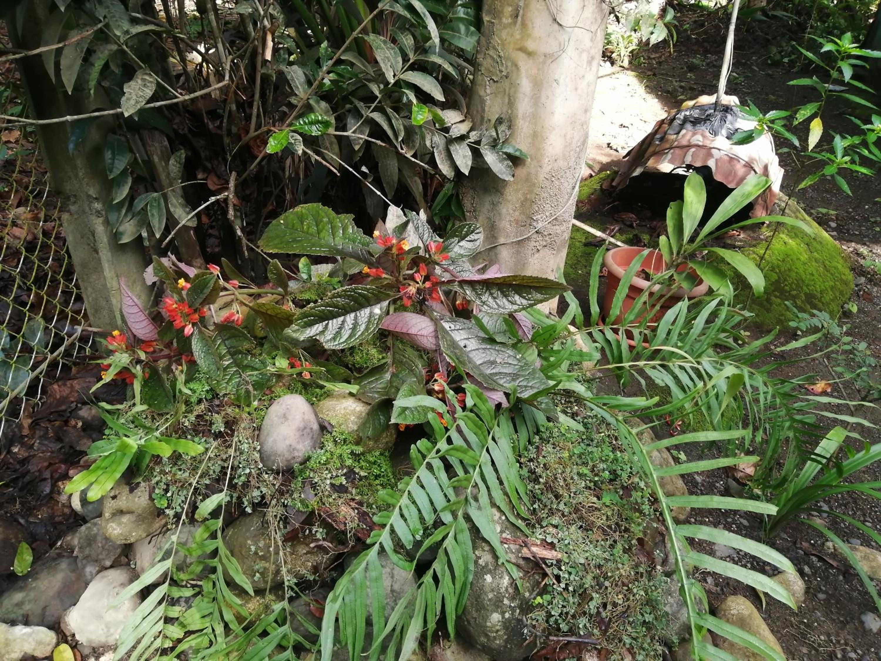 Amazona un pequeño mundo de corcobado serca del oceano