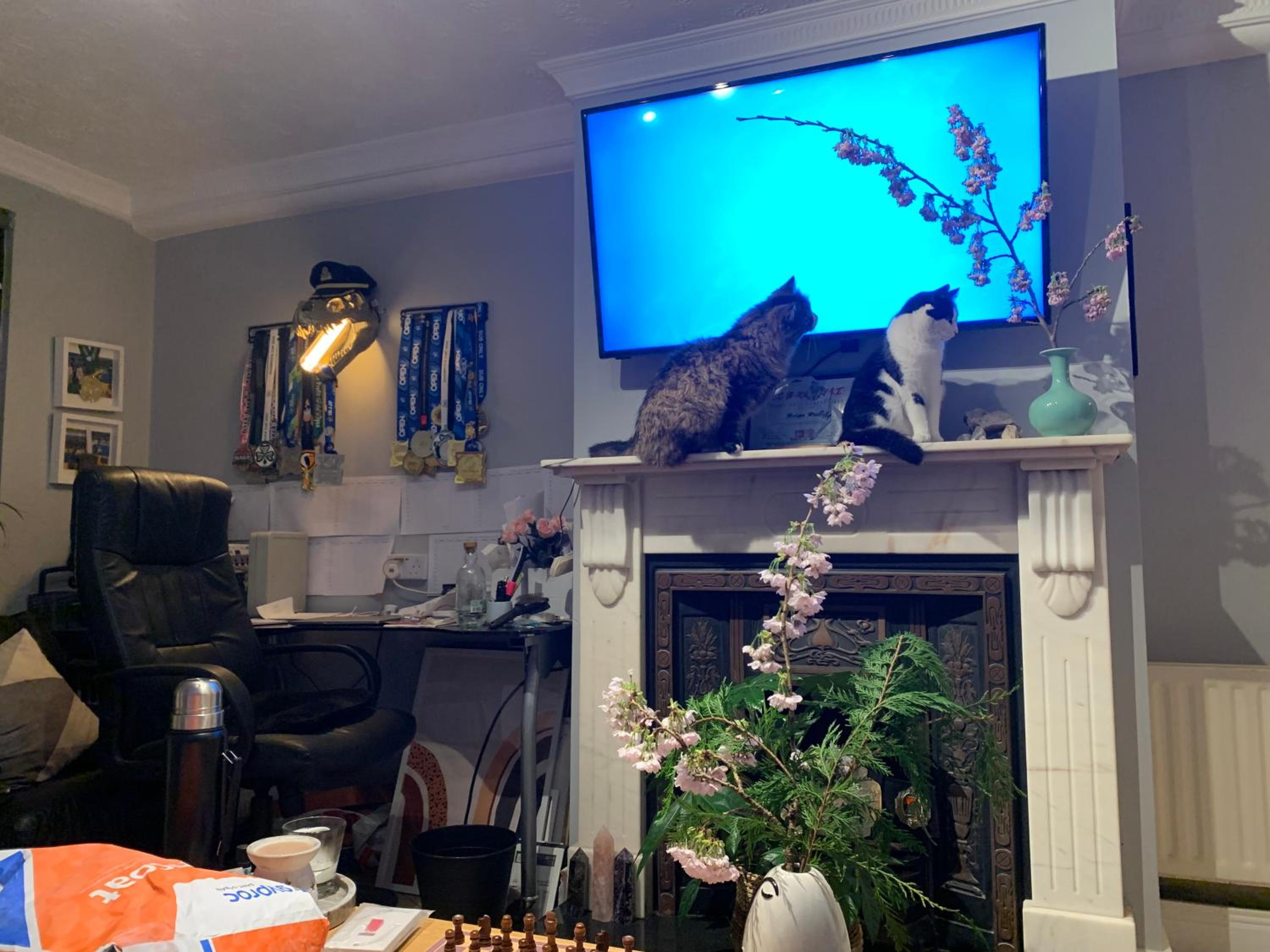 wake up with 2 cats on your face