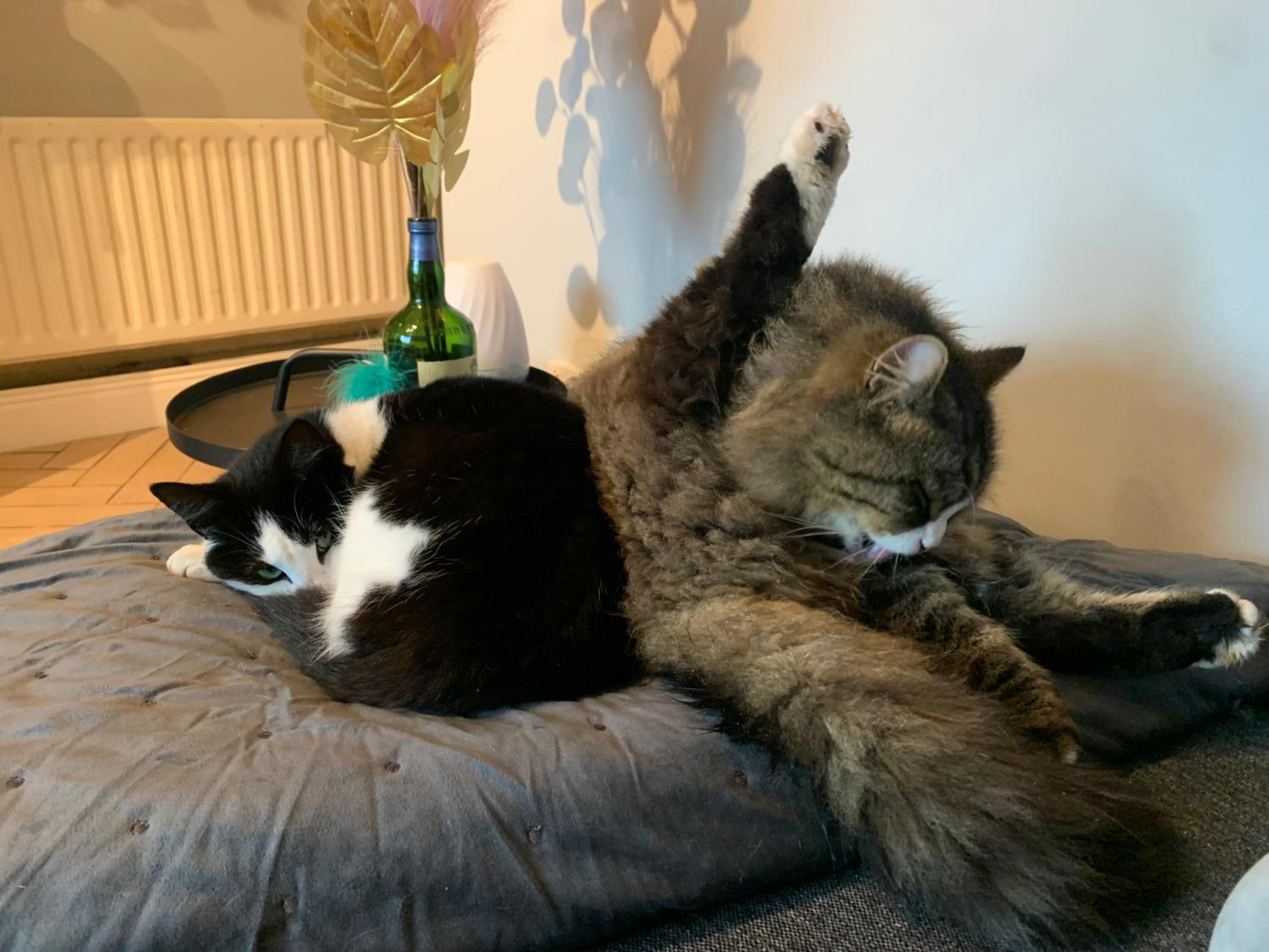 wake up with 2 cats on your face