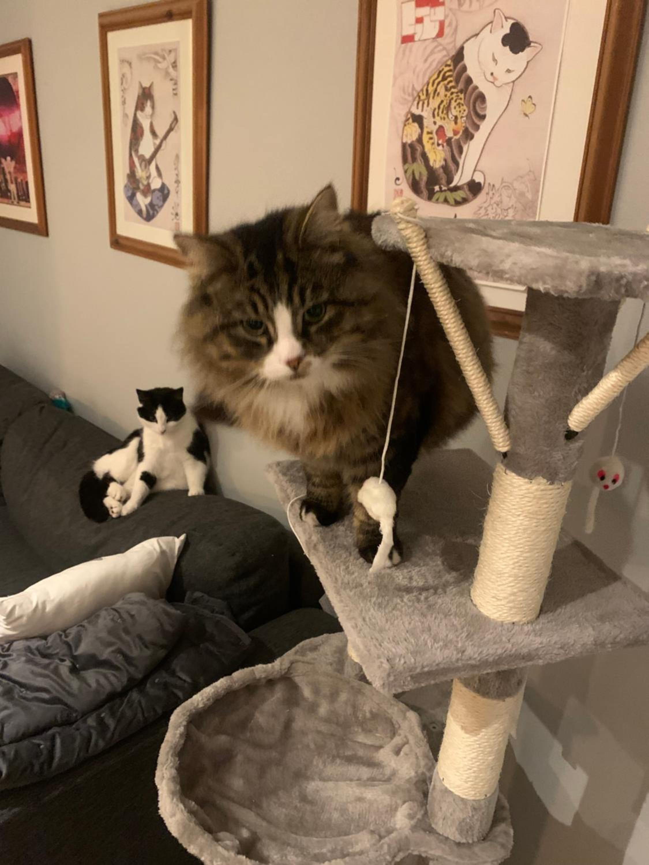 wake up with 2 cats on your face
