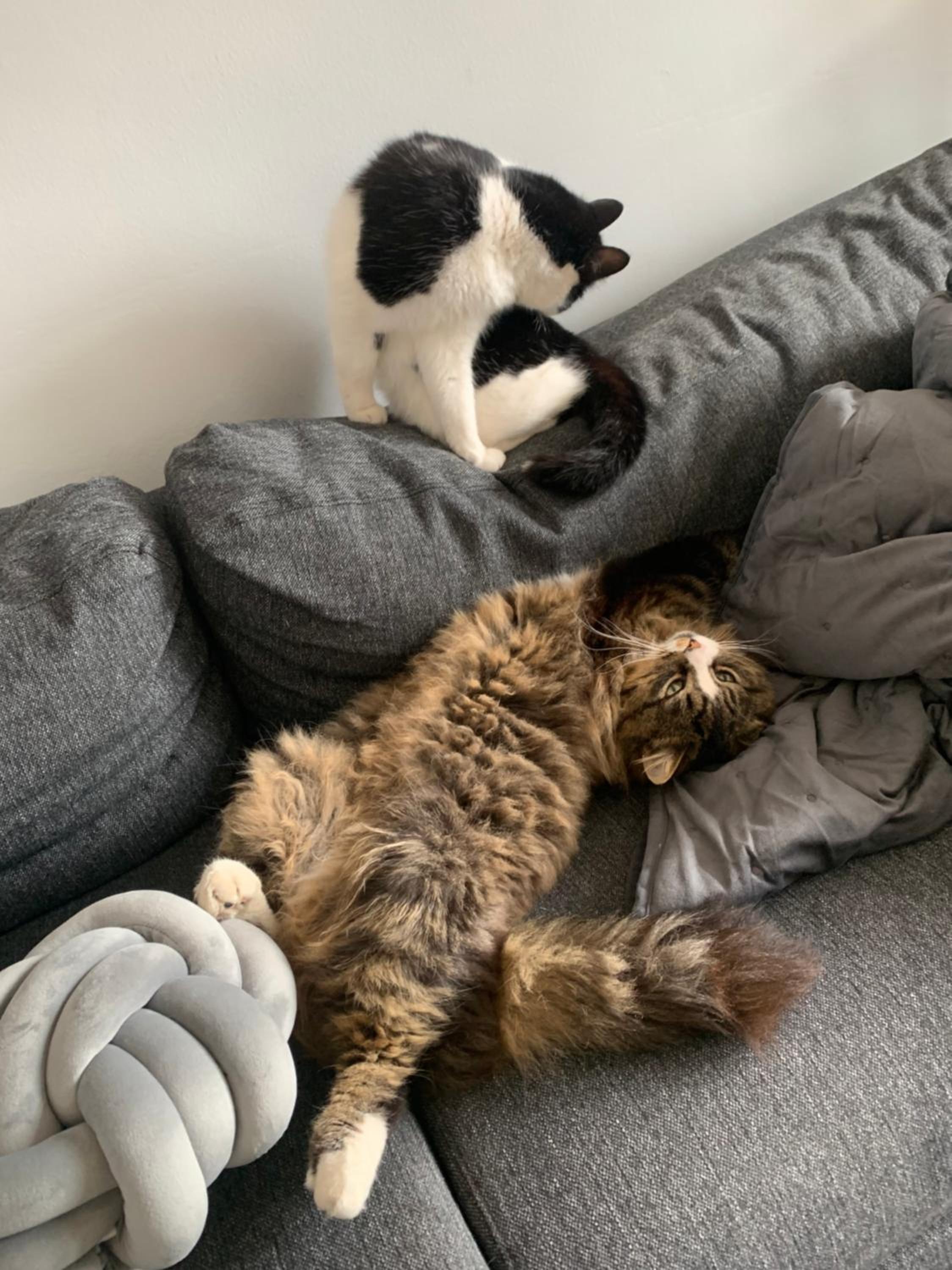 wake up with 2 cats on your face
