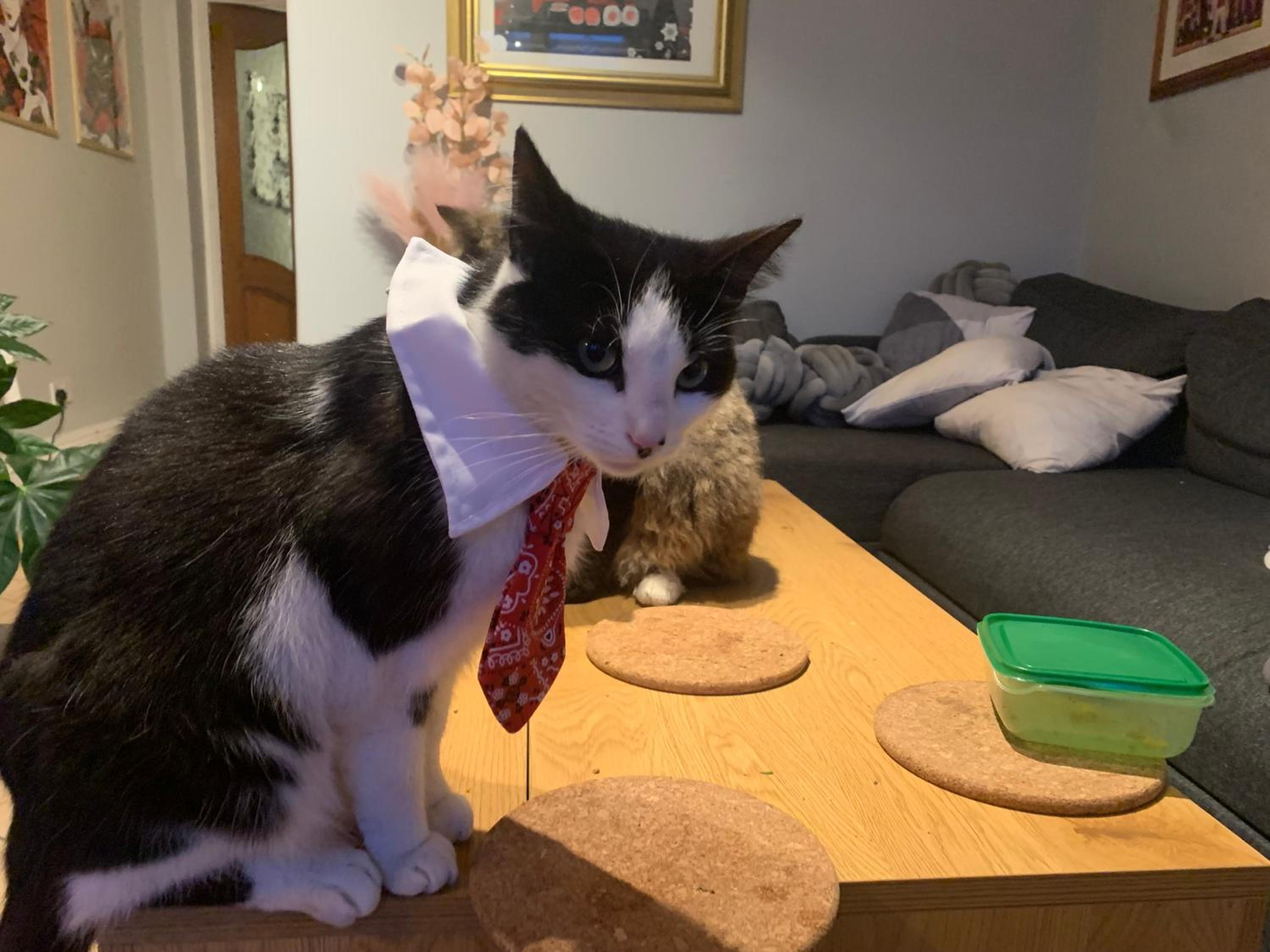 wake up with 2 cats on your face