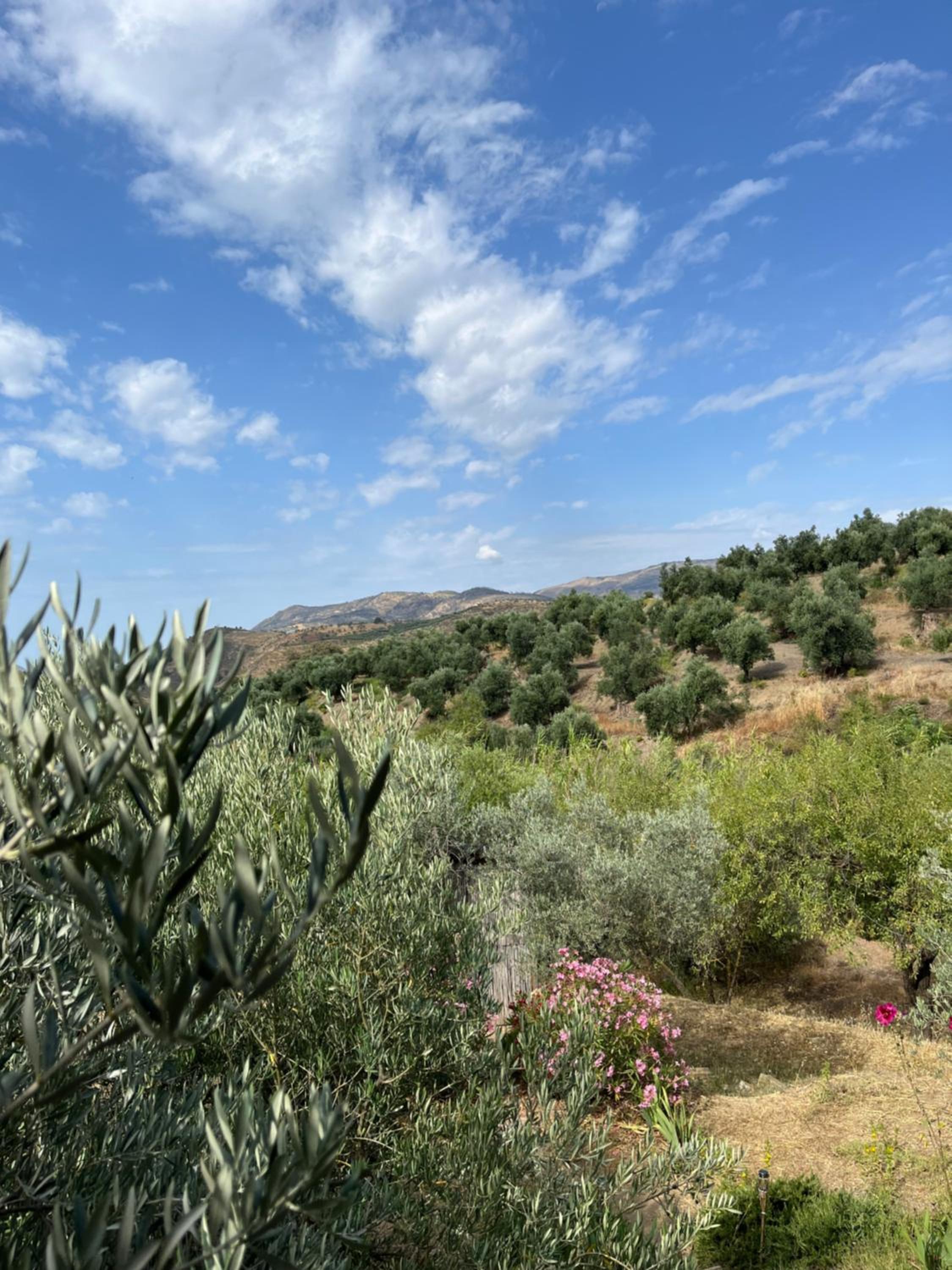 Cortijo alhijra big yourte