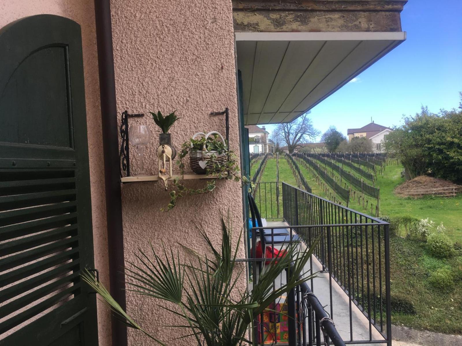 La Vigne