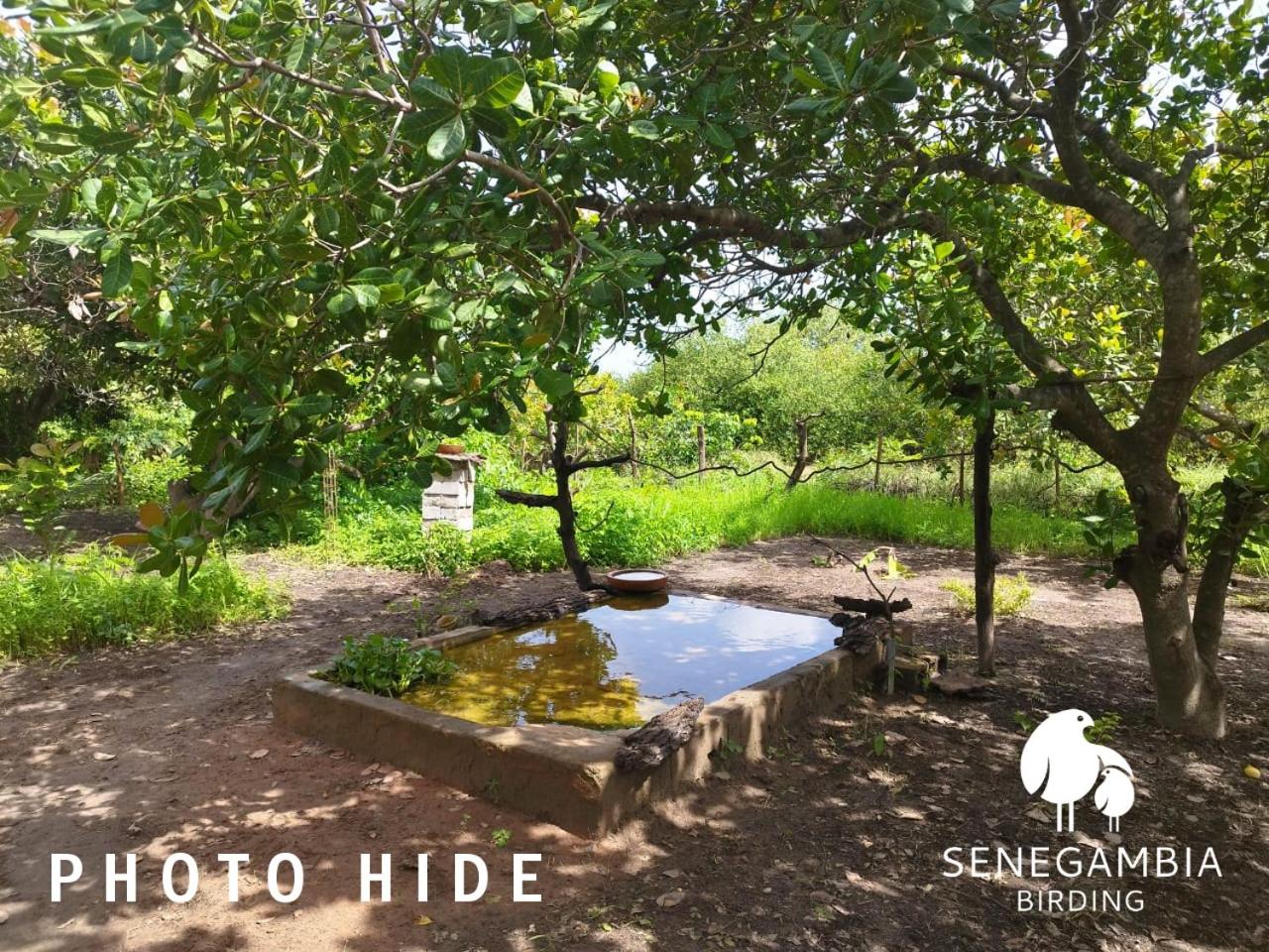 Senegambia Birding Lodge - Full board - Bird Photohide view 3