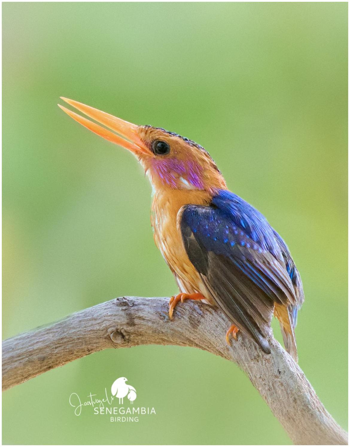 Senegambia Birding Lodge - Full board - Bird Photohide view 4