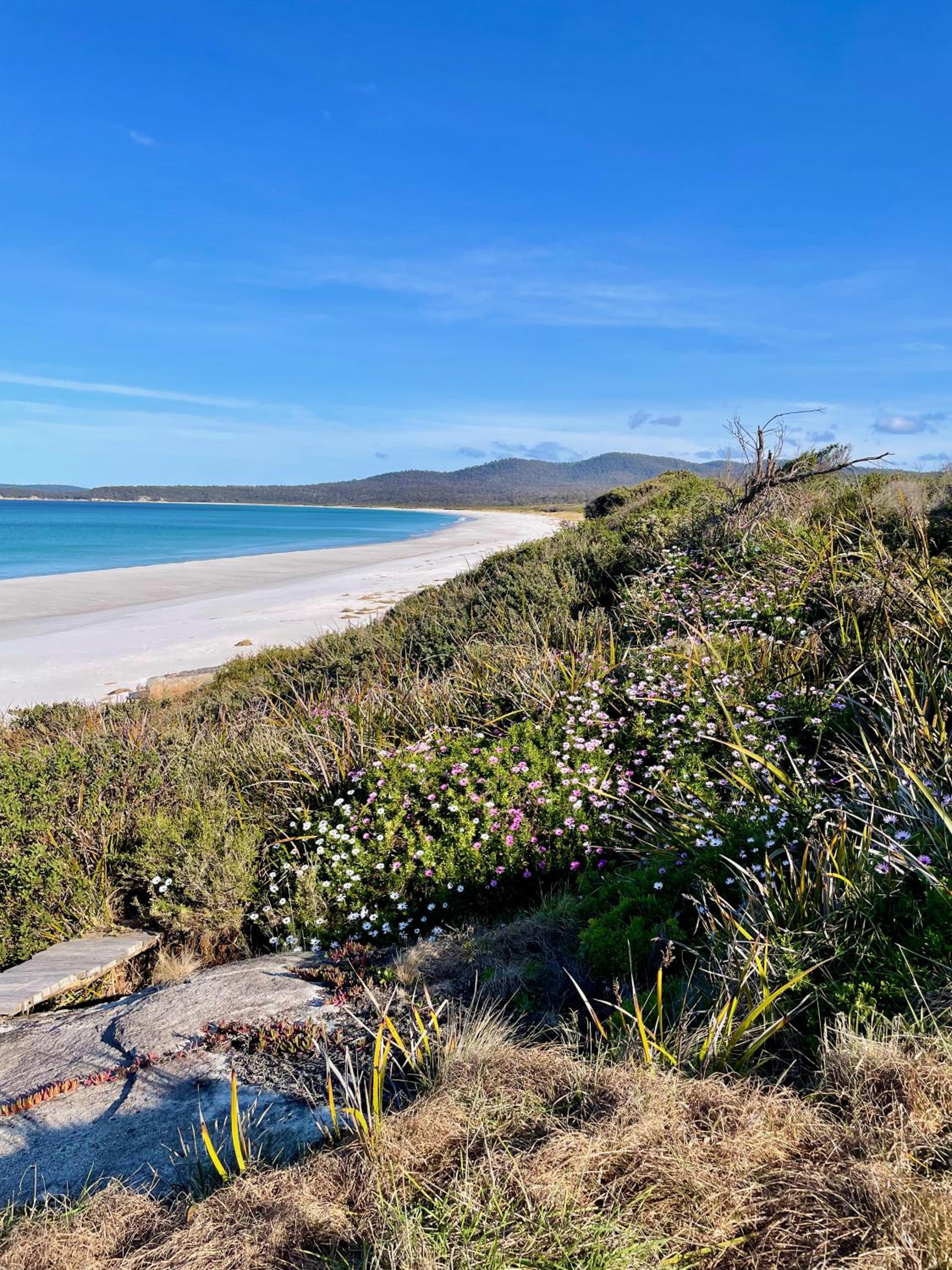 Driftwood Bay of Fires