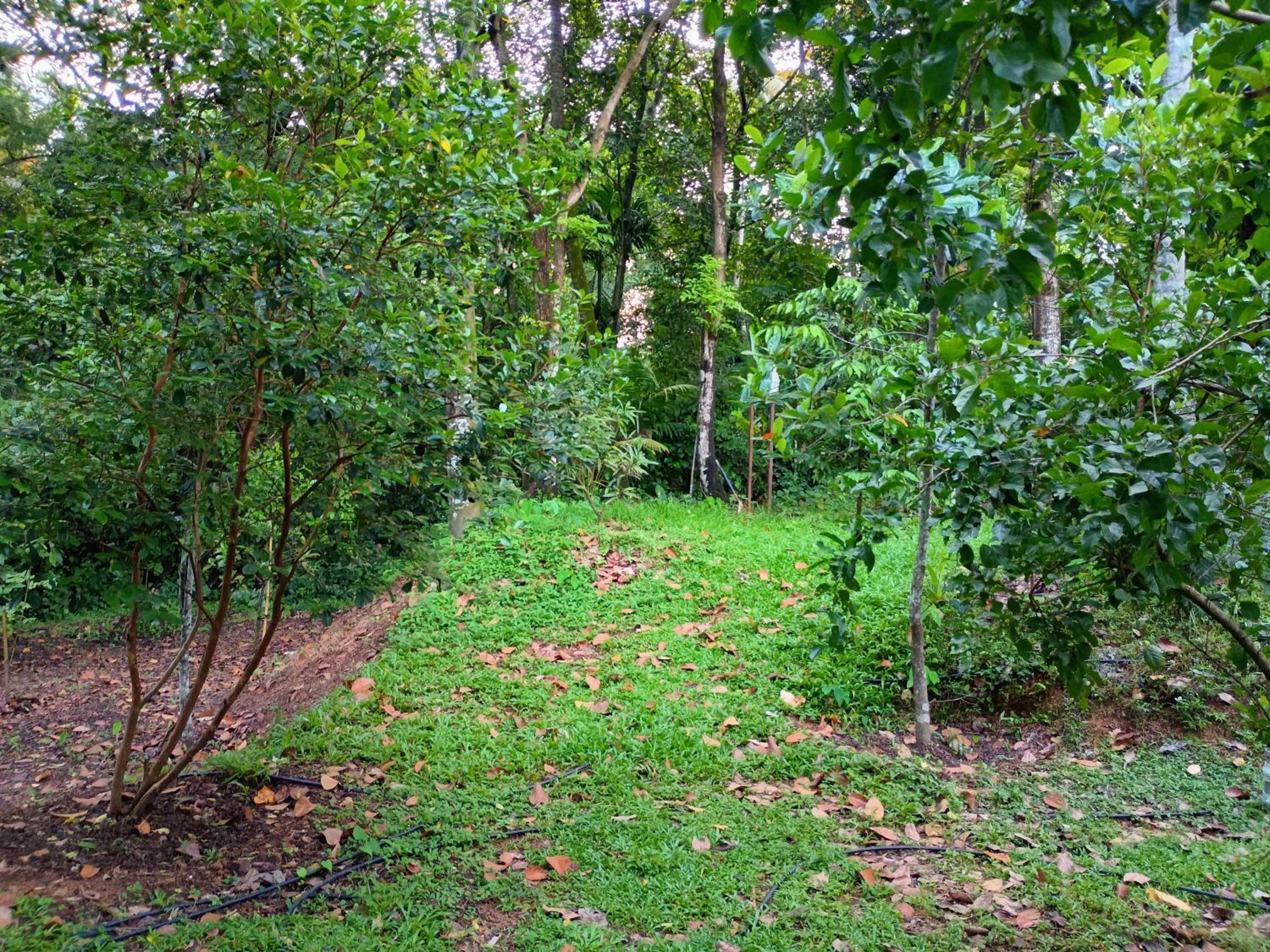 Green Haven Homestay
