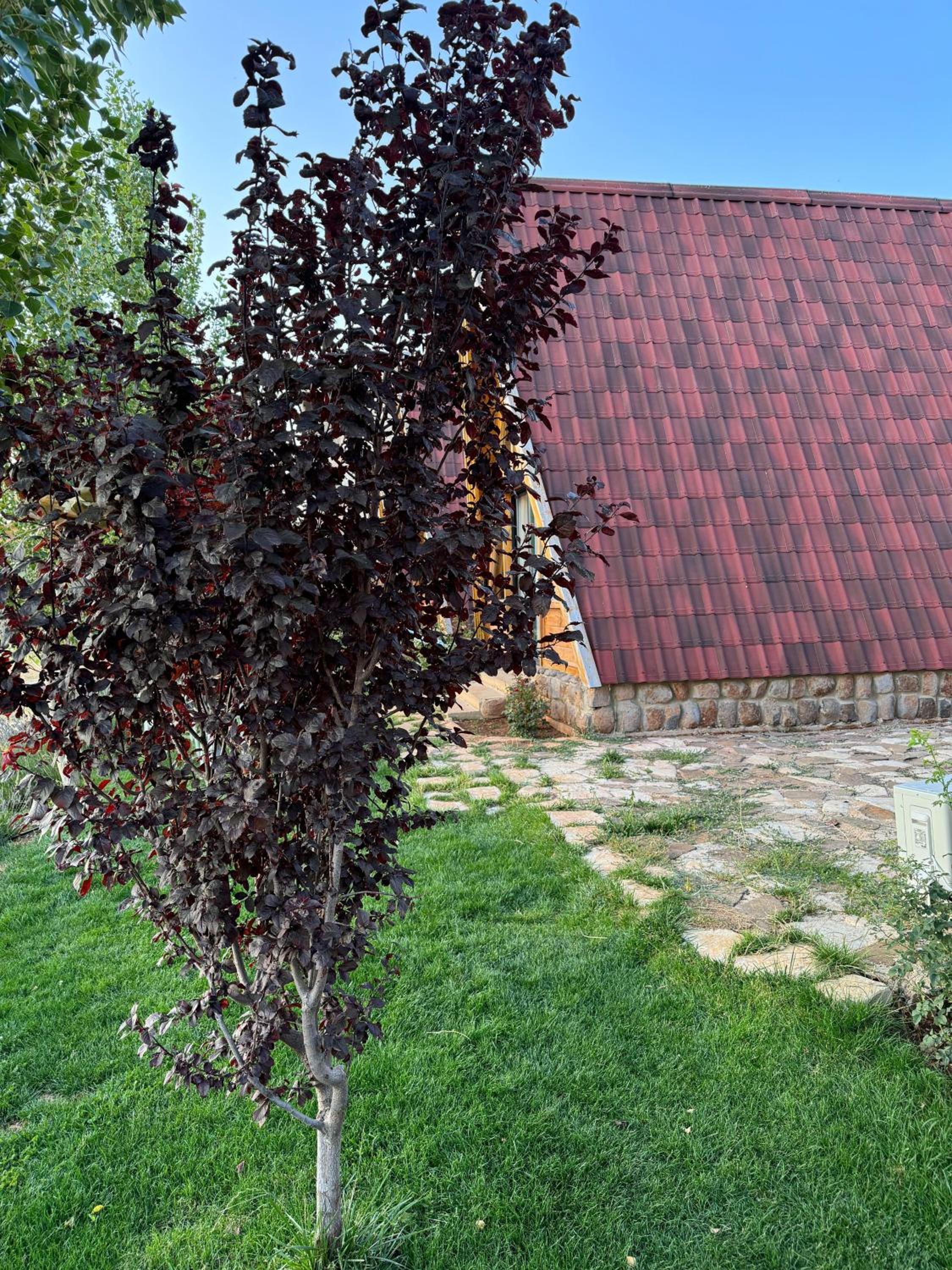 Photo 29