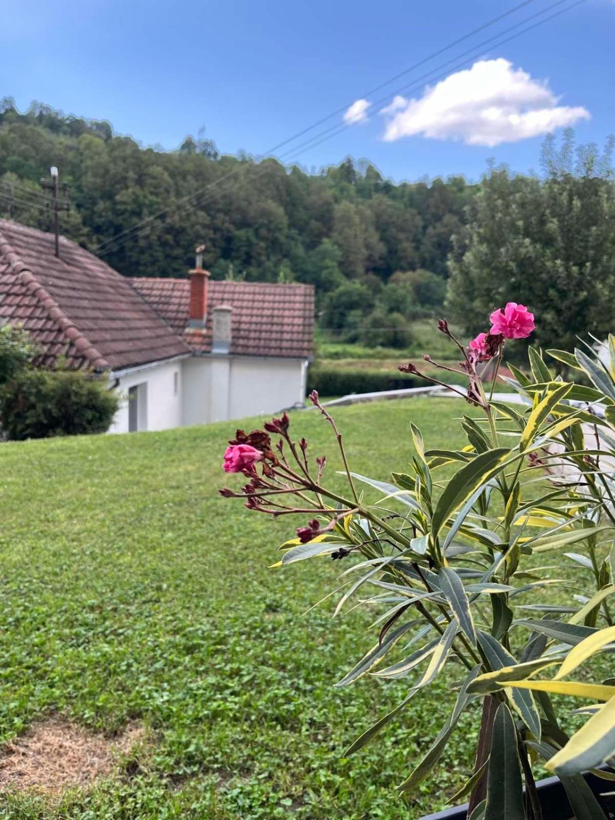 Apartman Maslina