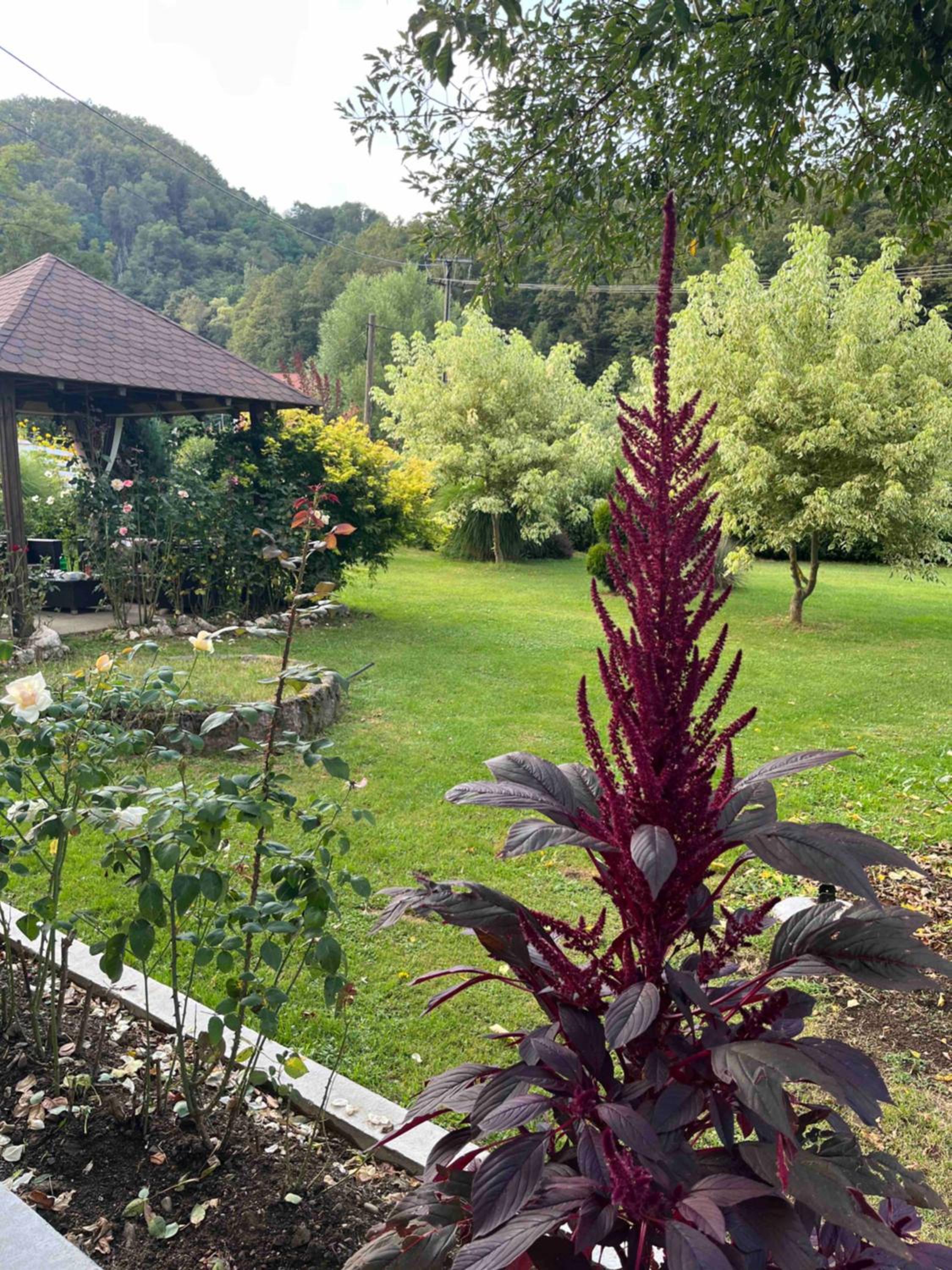 Apartman Maslina