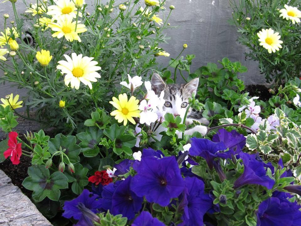 Photo 19
