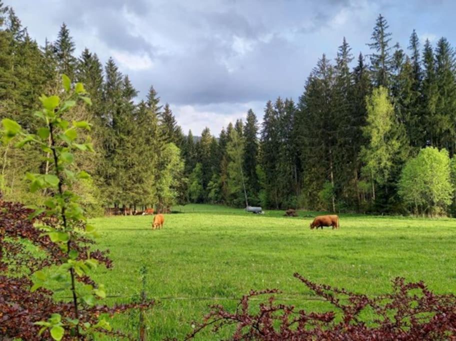 Chalupa U Lesa Frymburk Lipno