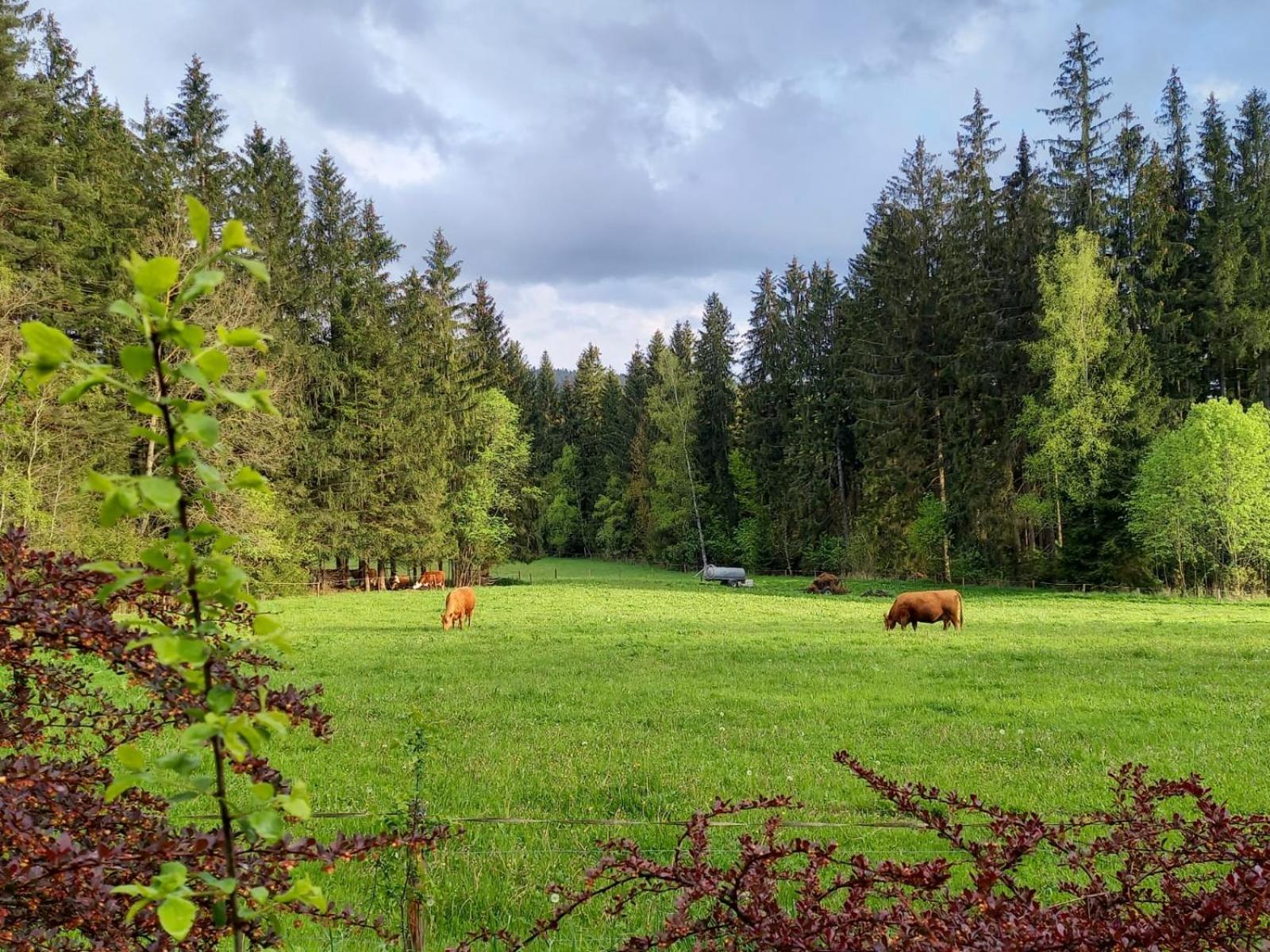 Chalupa U Lesa Frymburk Lipno