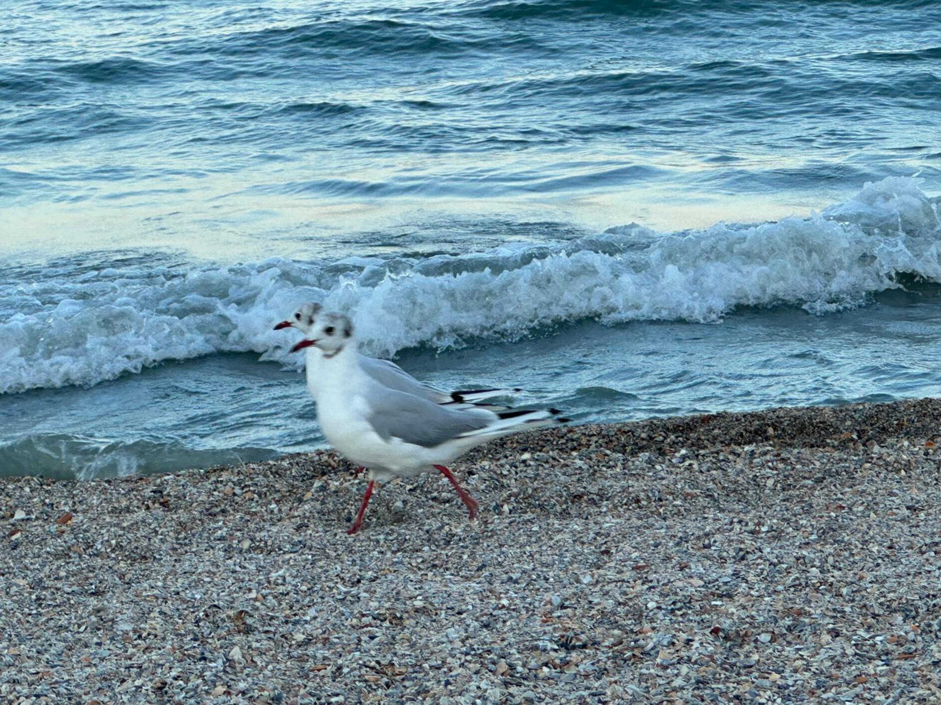 EER Beach Studios Mamaia