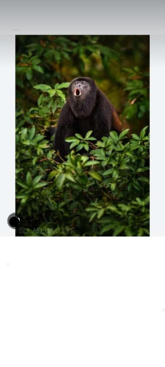 Villa paso Congo