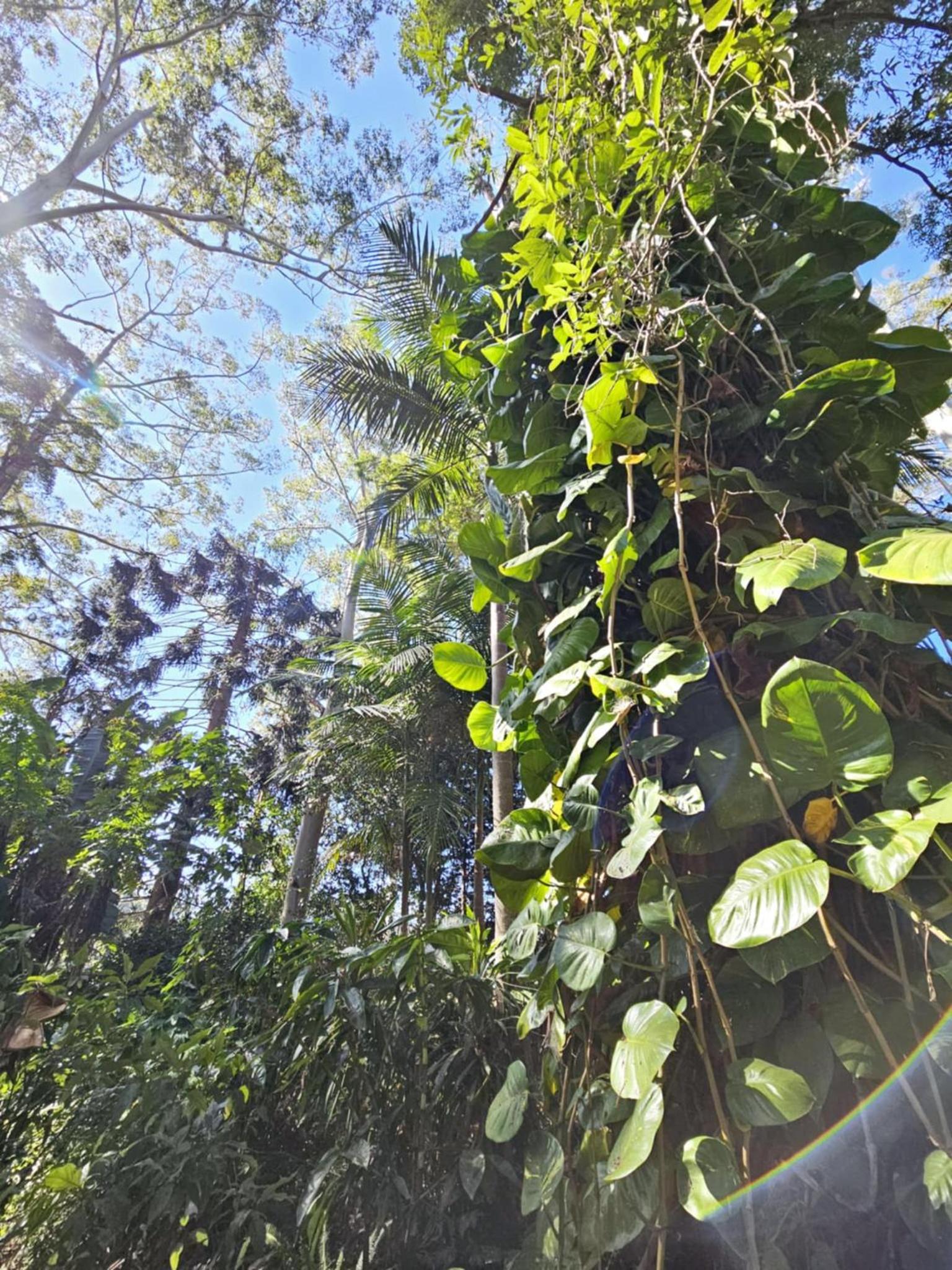 The Gamekeepers Spa Cottage in Tamborine Mountain