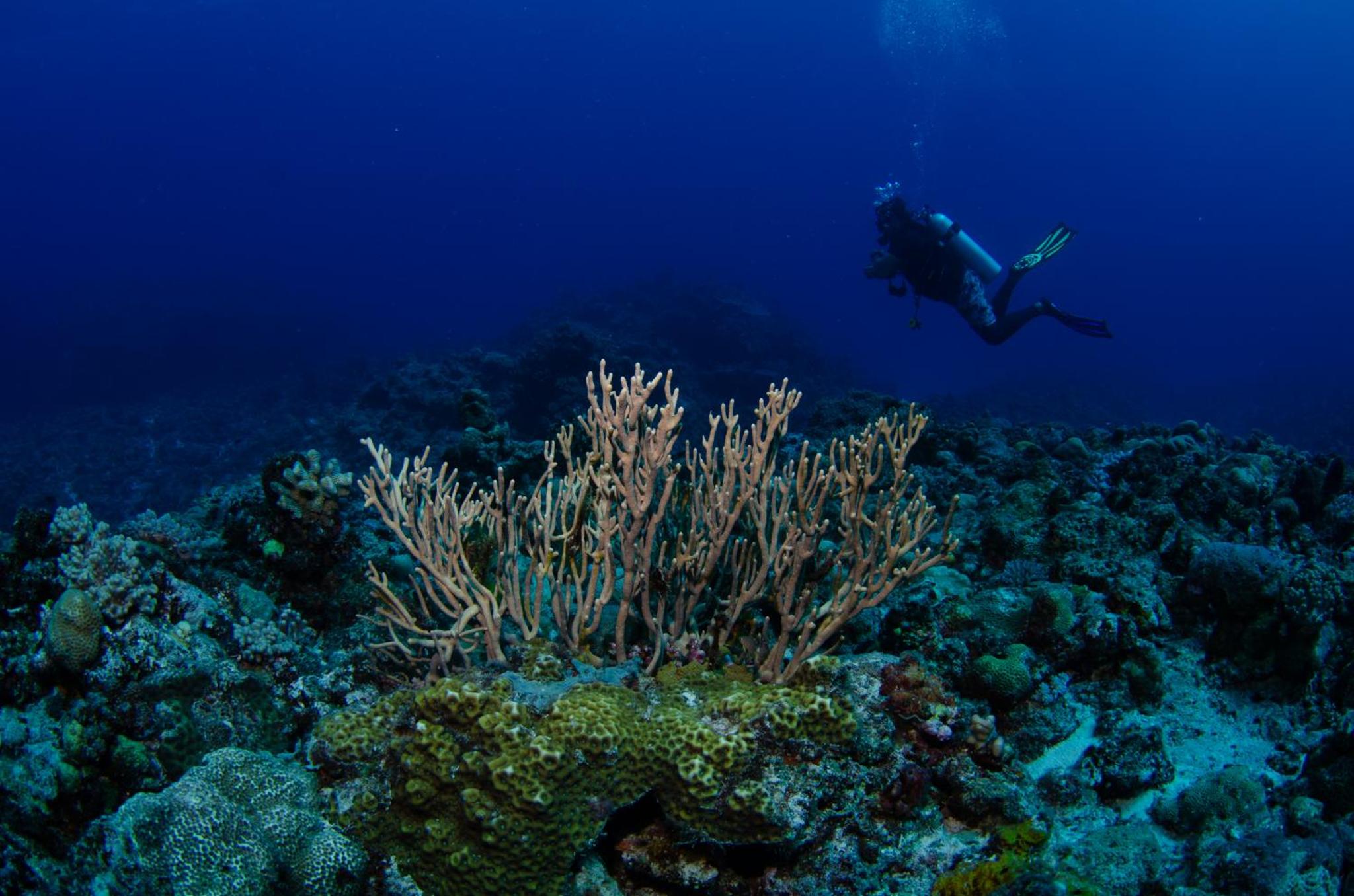 Tranquility Island Eco Dive Resort