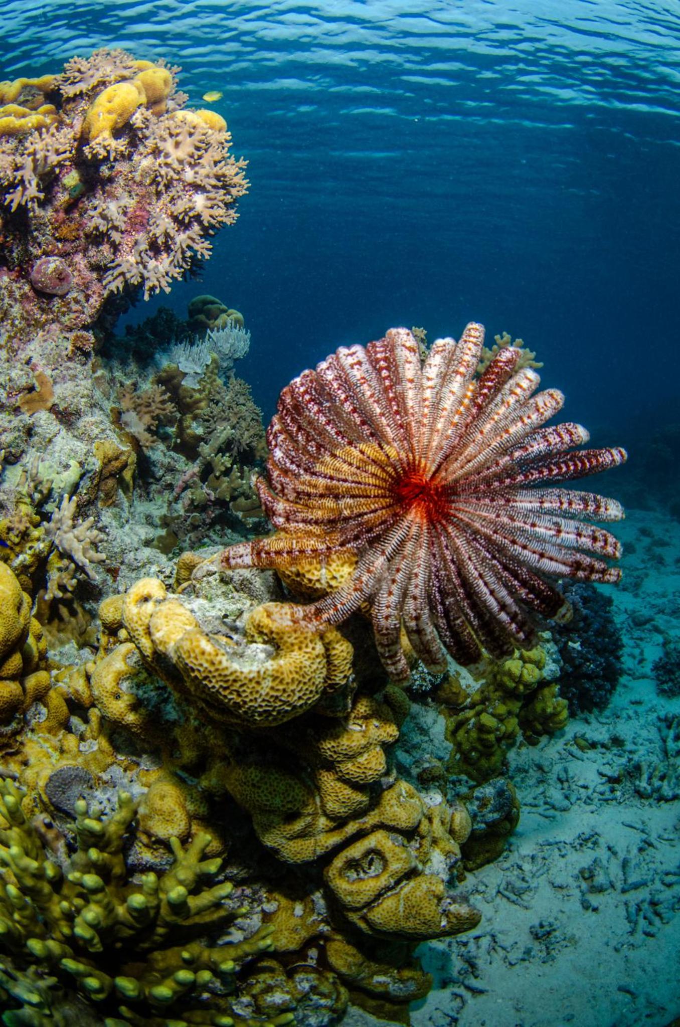 Tranquility Island Eco Dive Resort