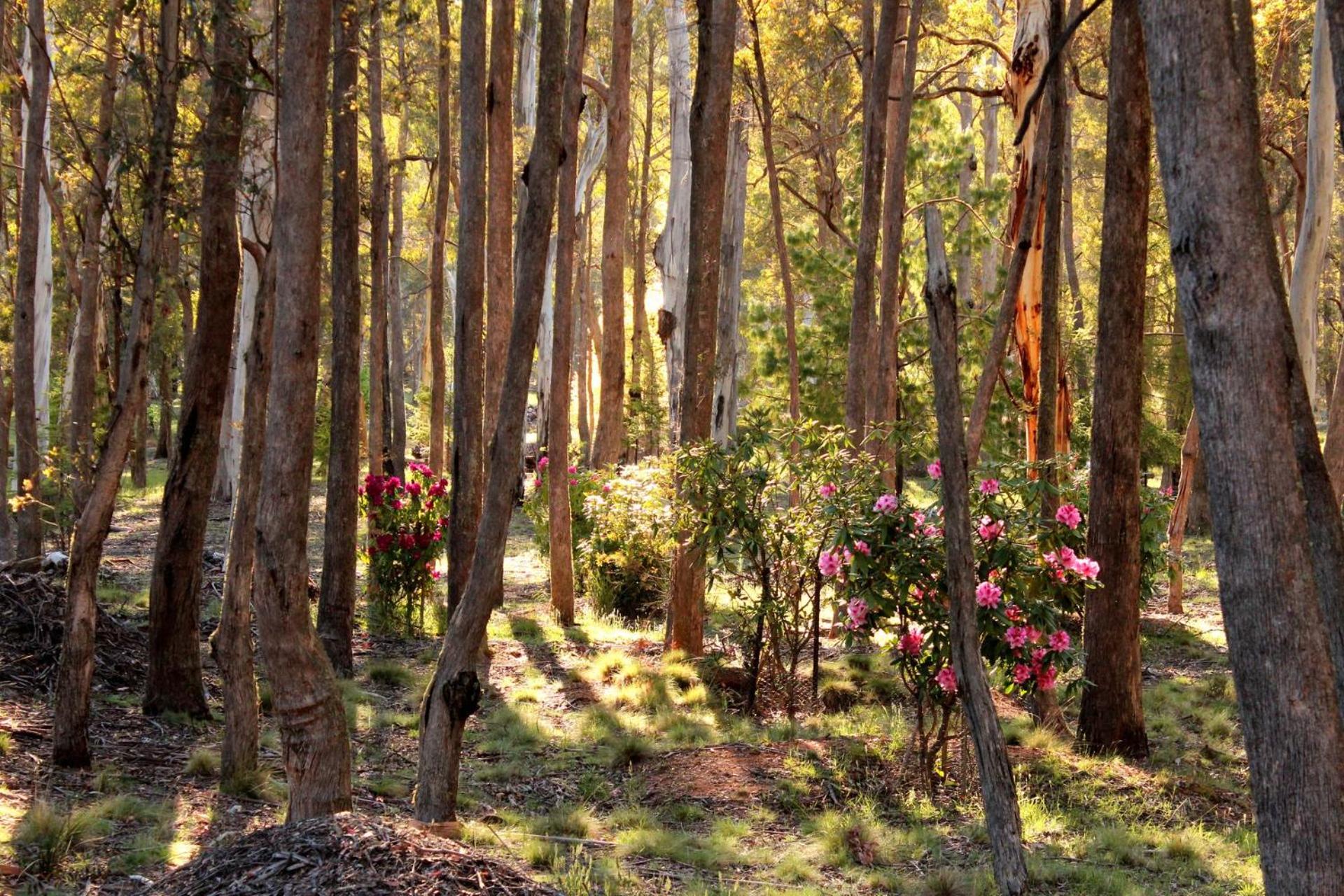 Snowgums Mountain Retreat