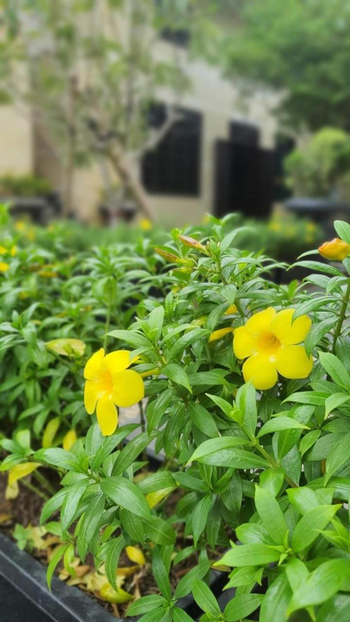 YELLOW GARDEN- Homestay view 3