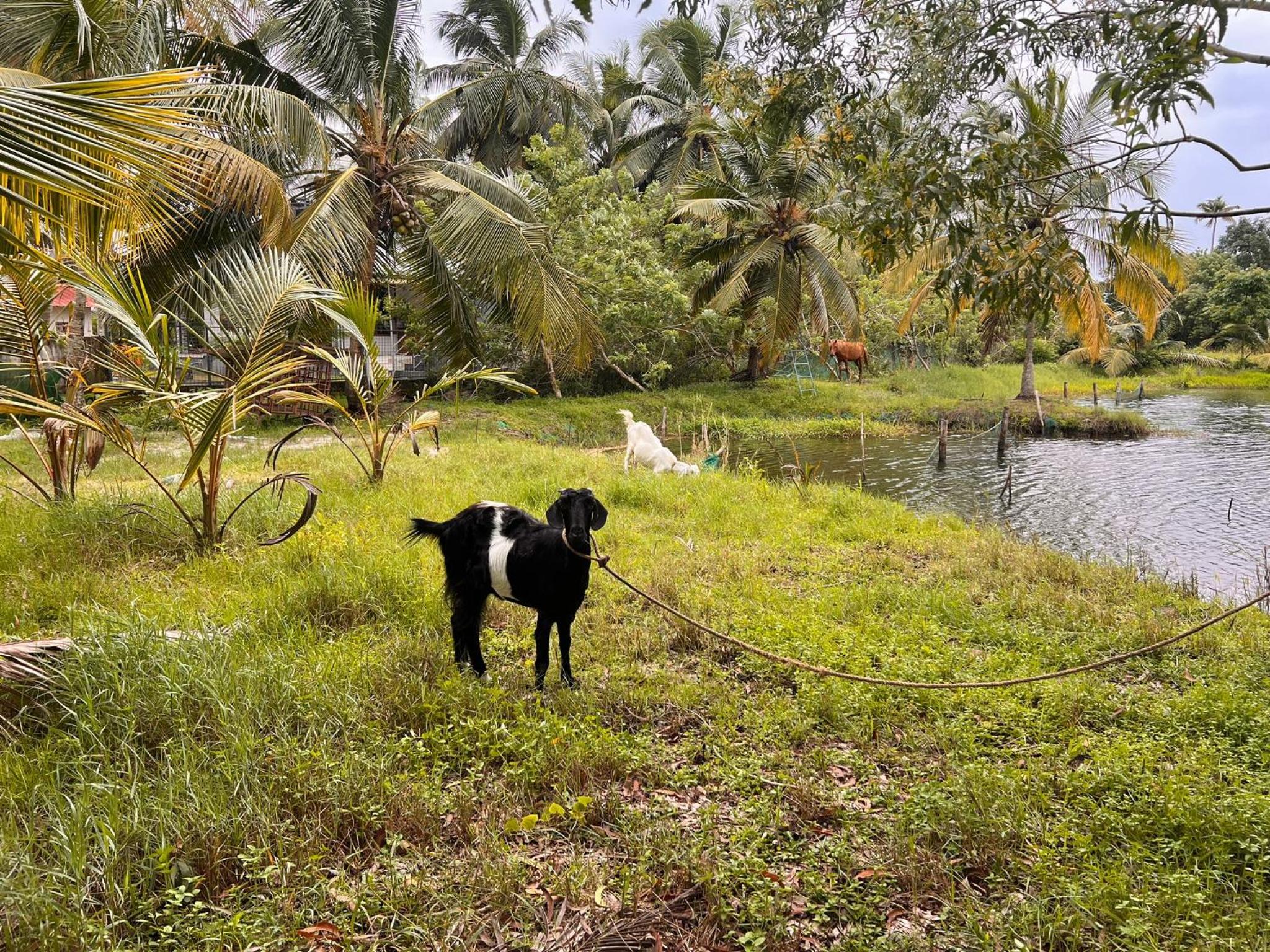 Pambaram Farms