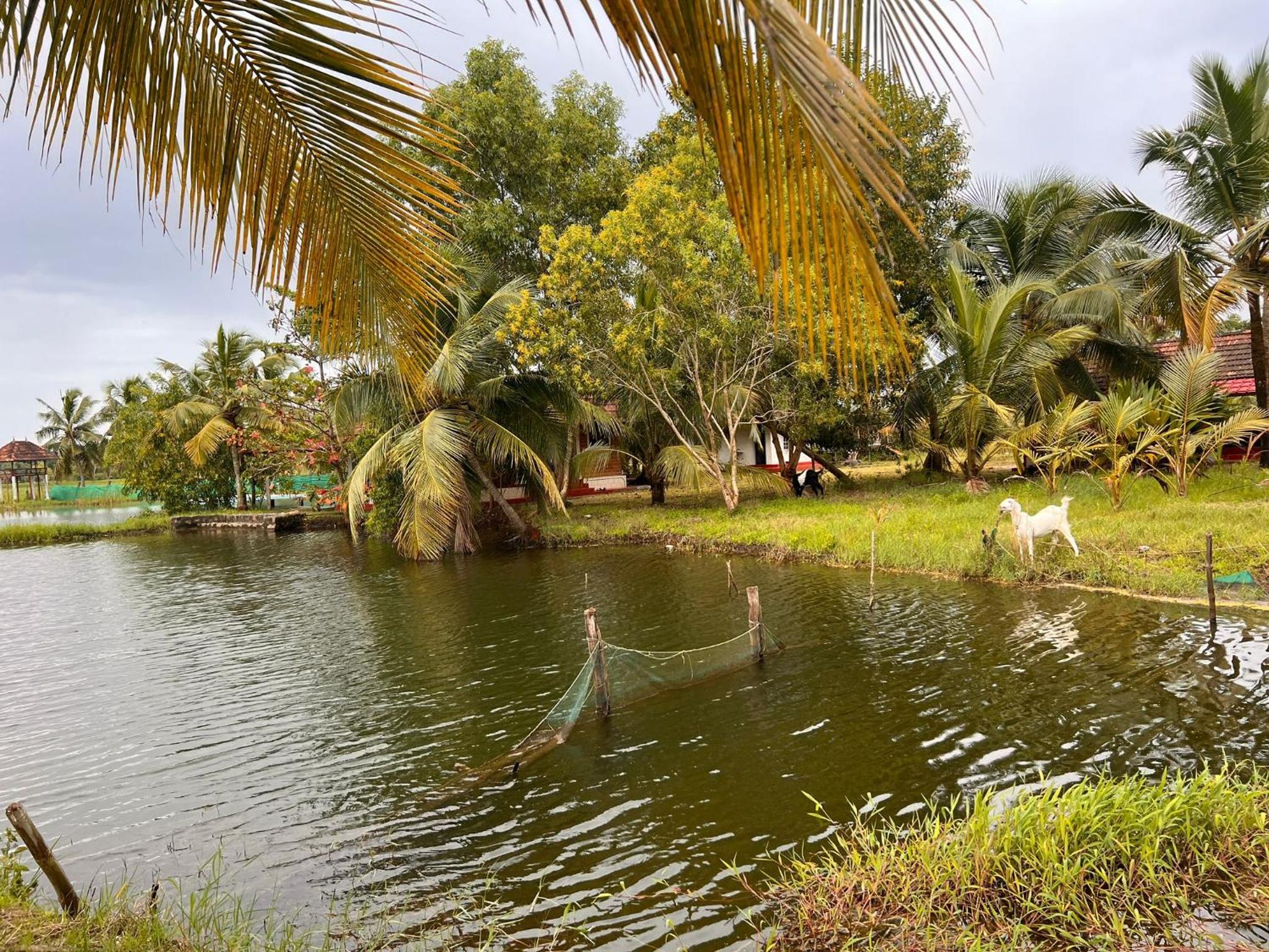 Pambaram Farms