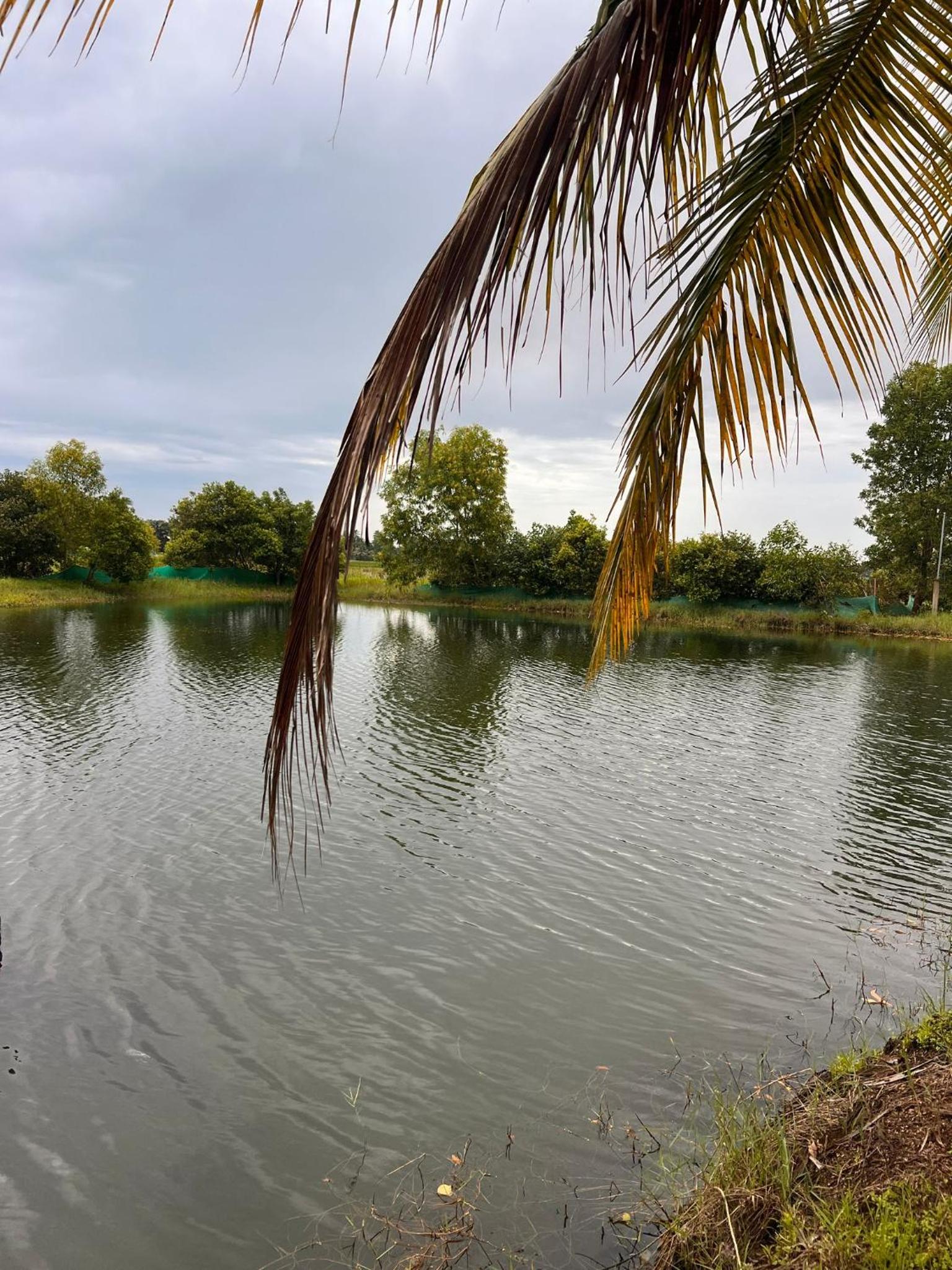 Pambaram Farms