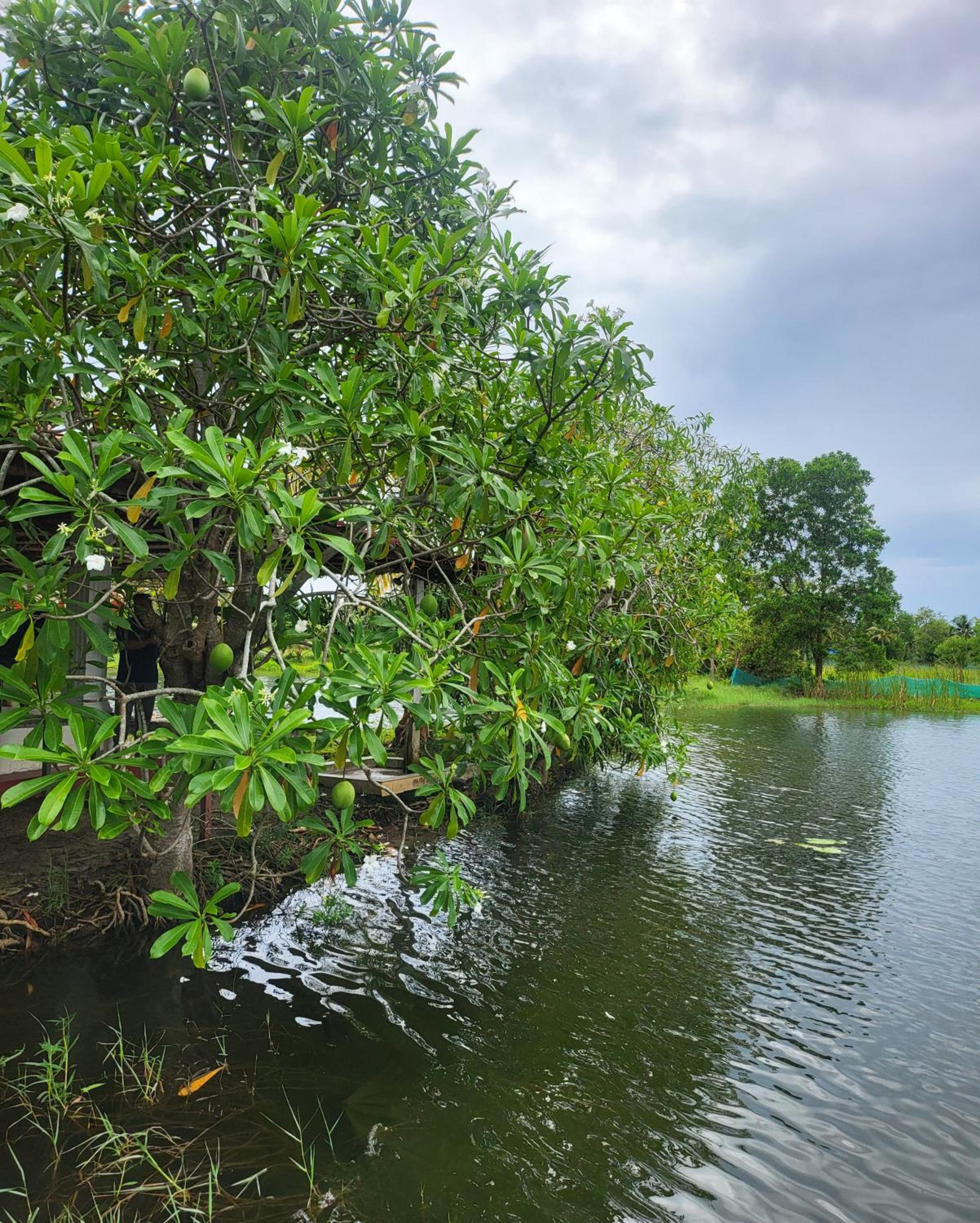 Pambaram Farms