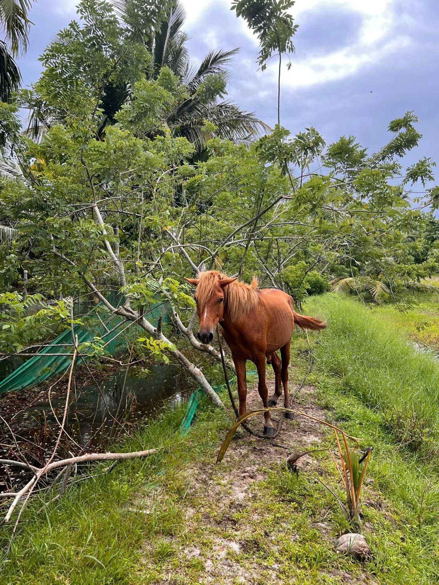 Pambaram Farms