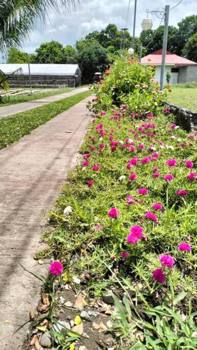 Ortelano's Home Stay view 4