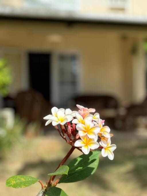 3bedroom house, pool & garden!