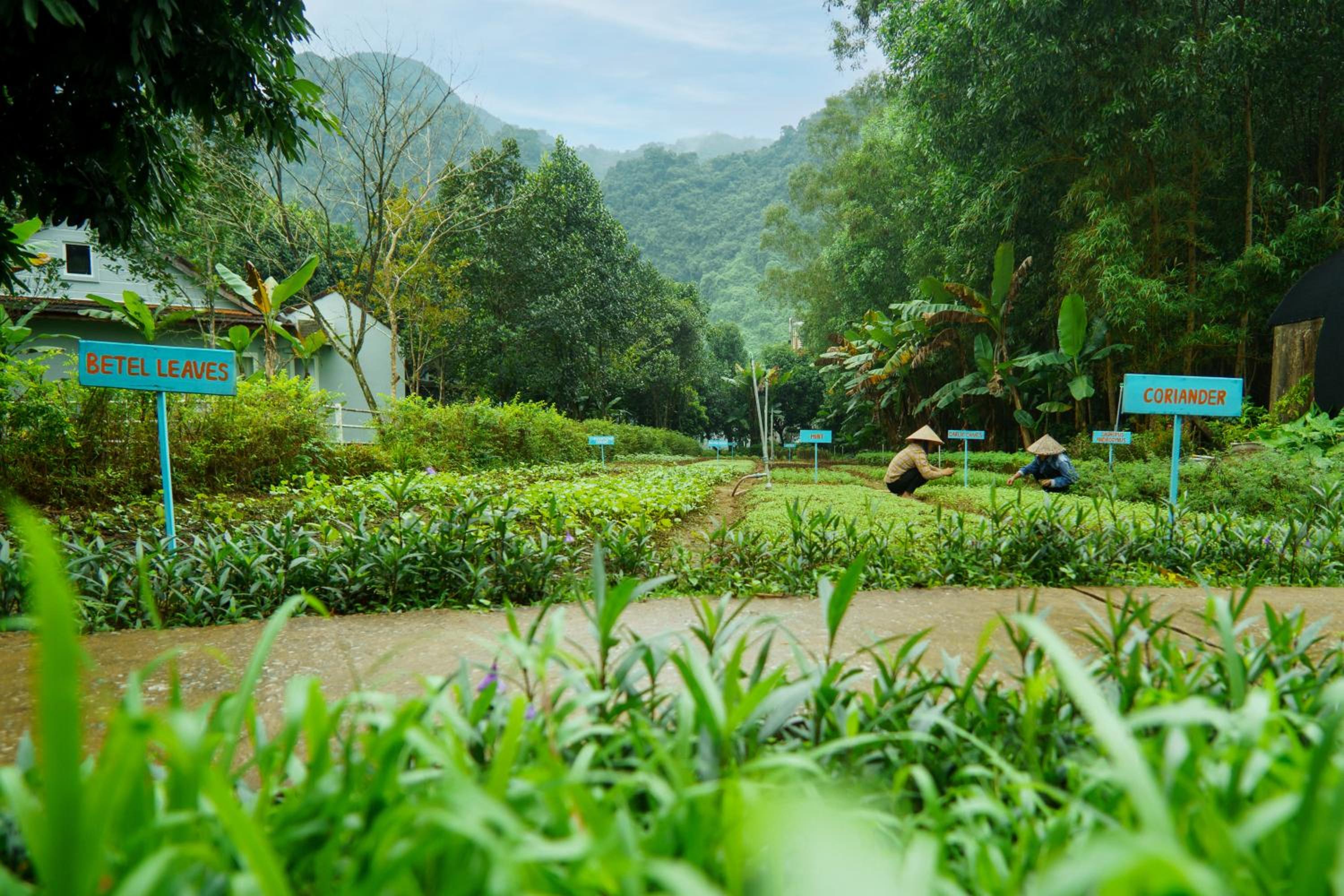 Chay Lap Farmstay Phong Nha