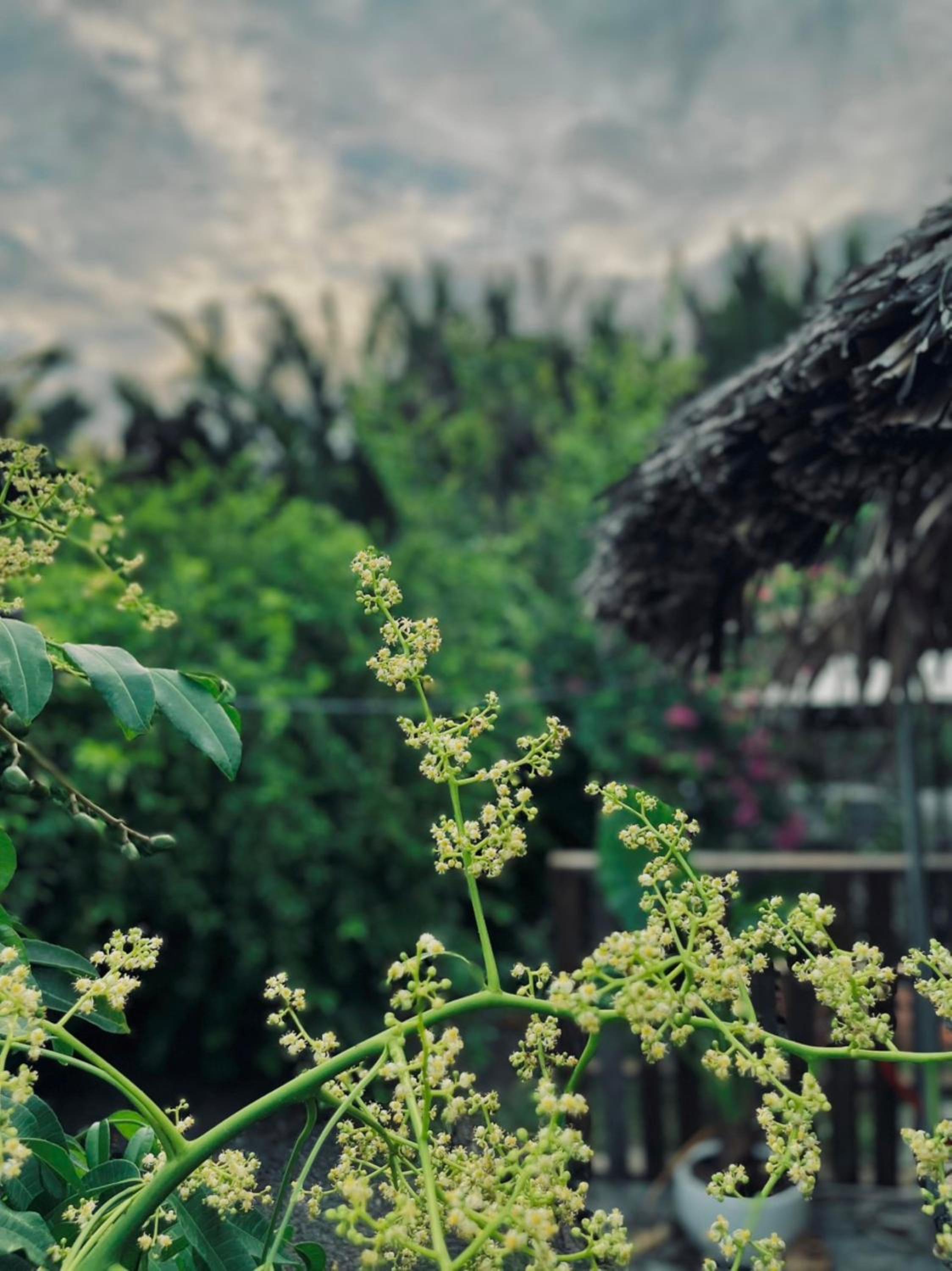 Yang Homestay B&B - Room
