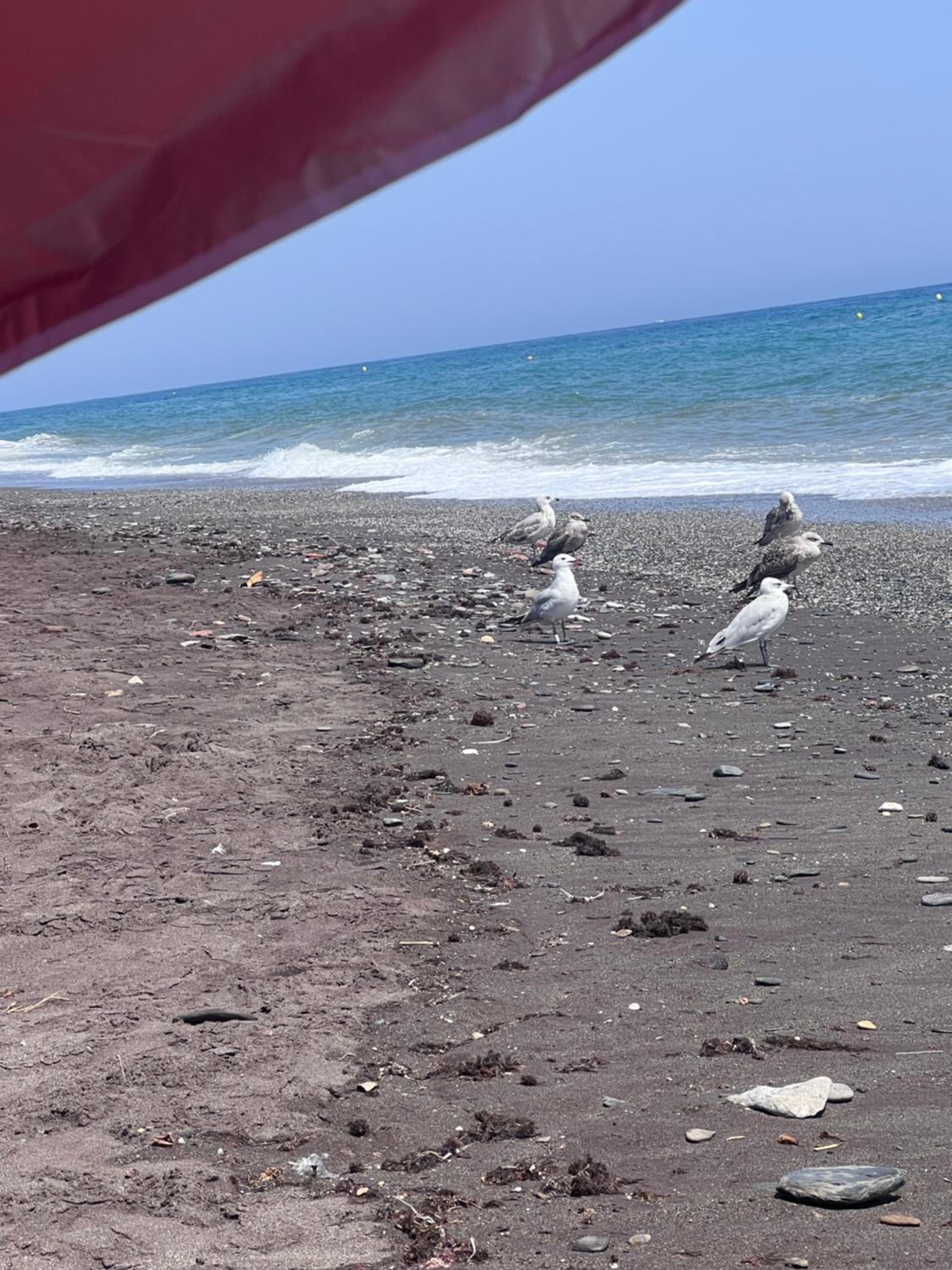 Estudio en la playa