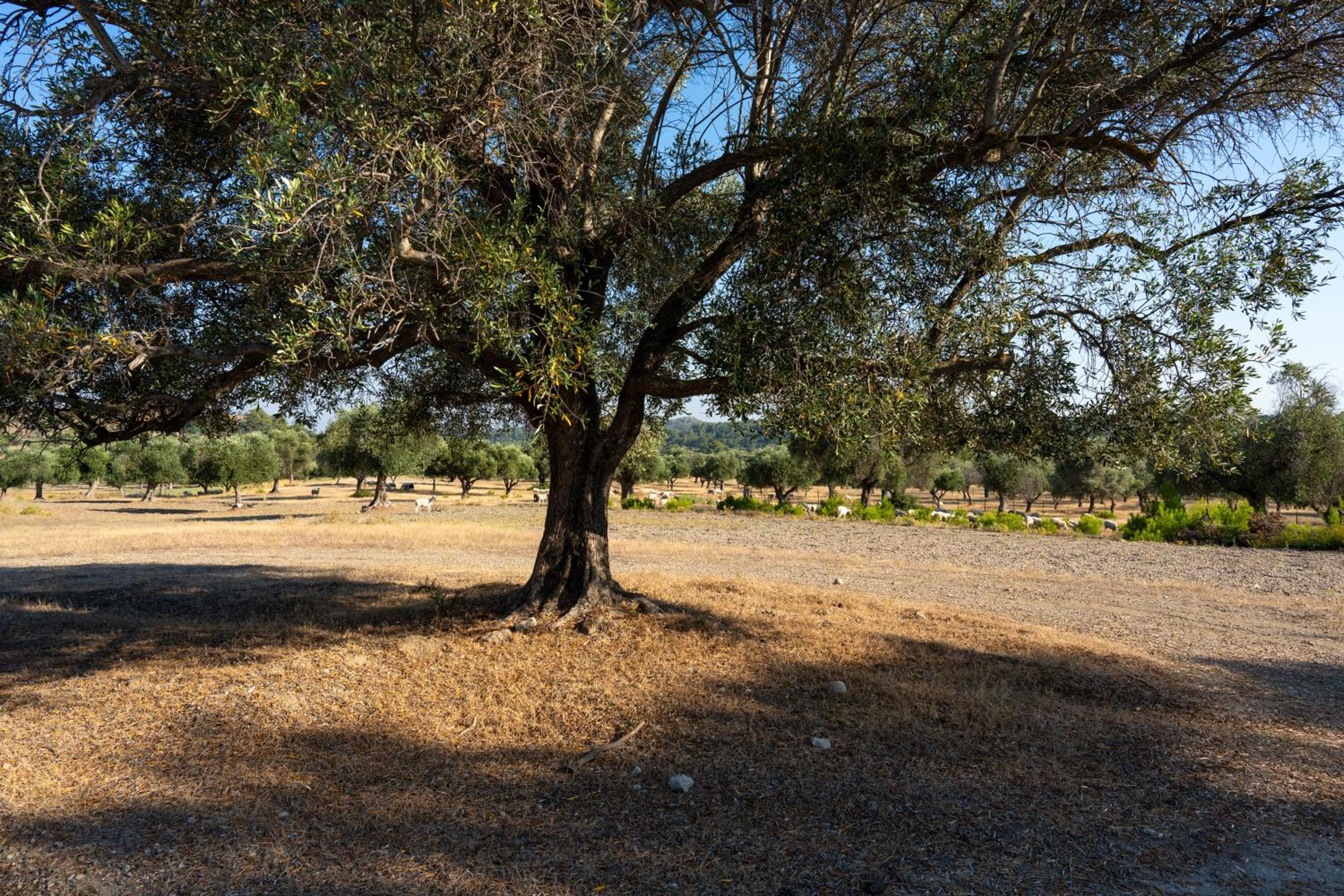 AGROTOPIA Guesthouses
