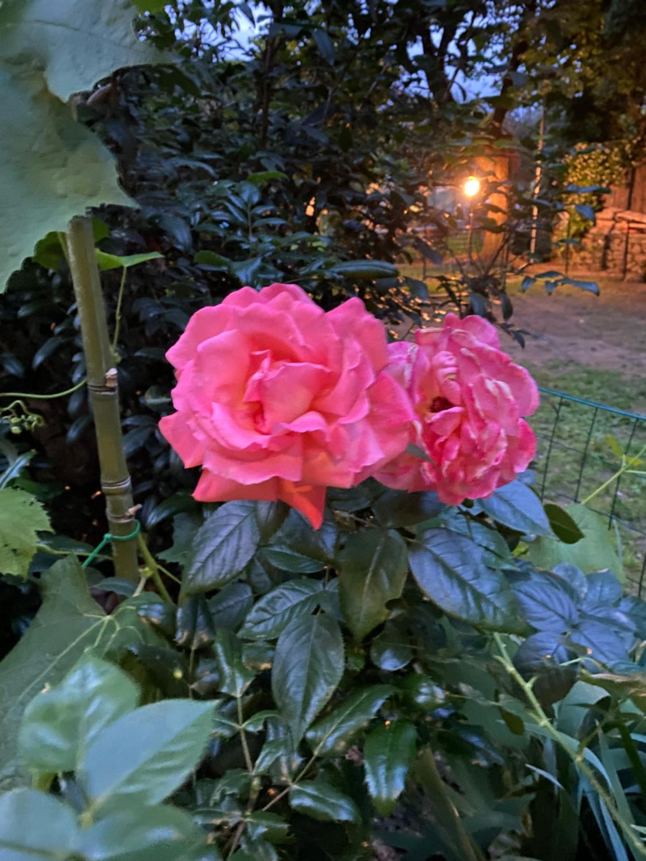 Photo 35
