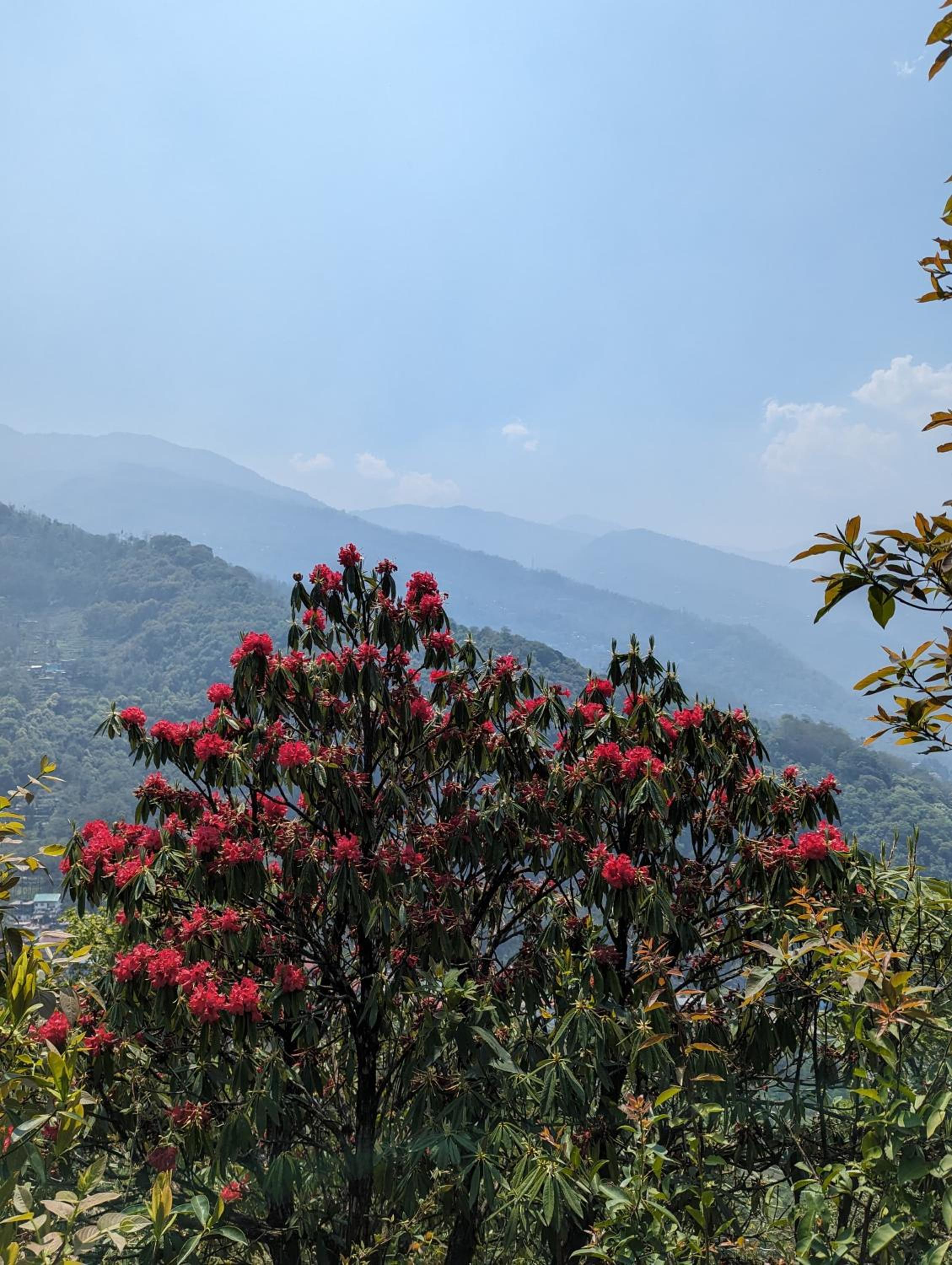 Mochileros Cherry Tree House view 4