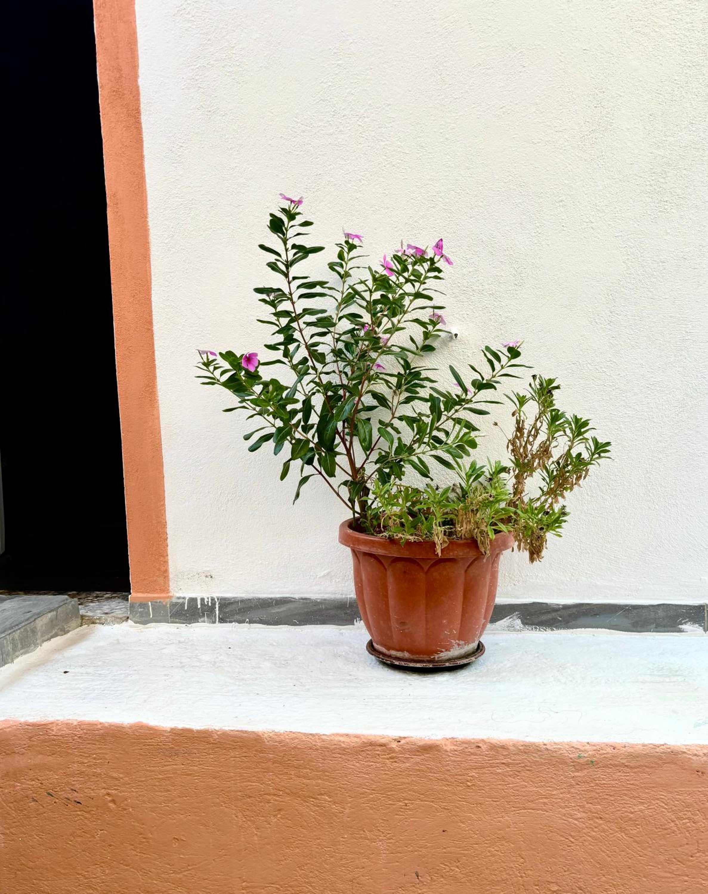 Traditional Corfiot House