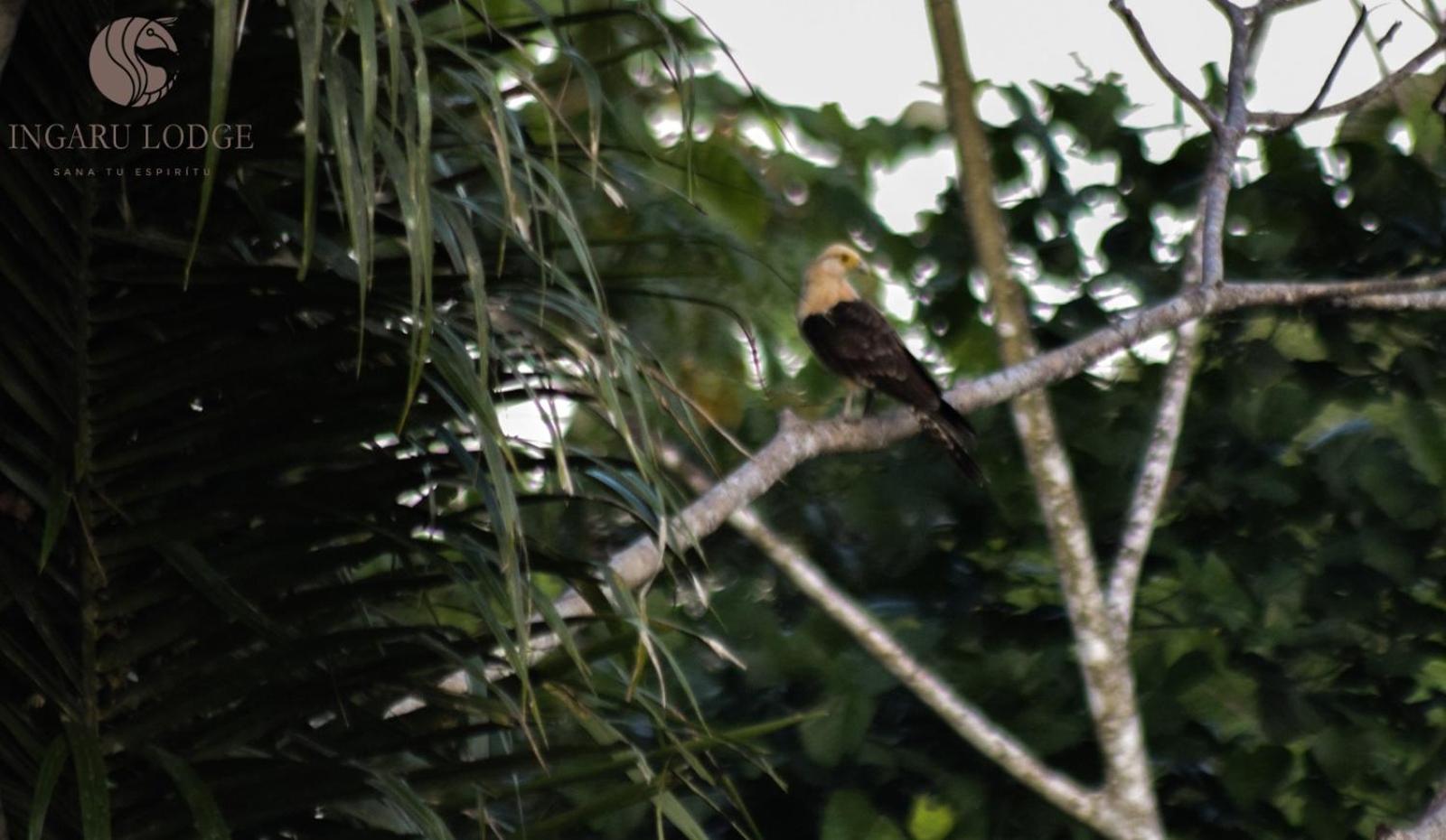 Ingaru Amazon Lodge