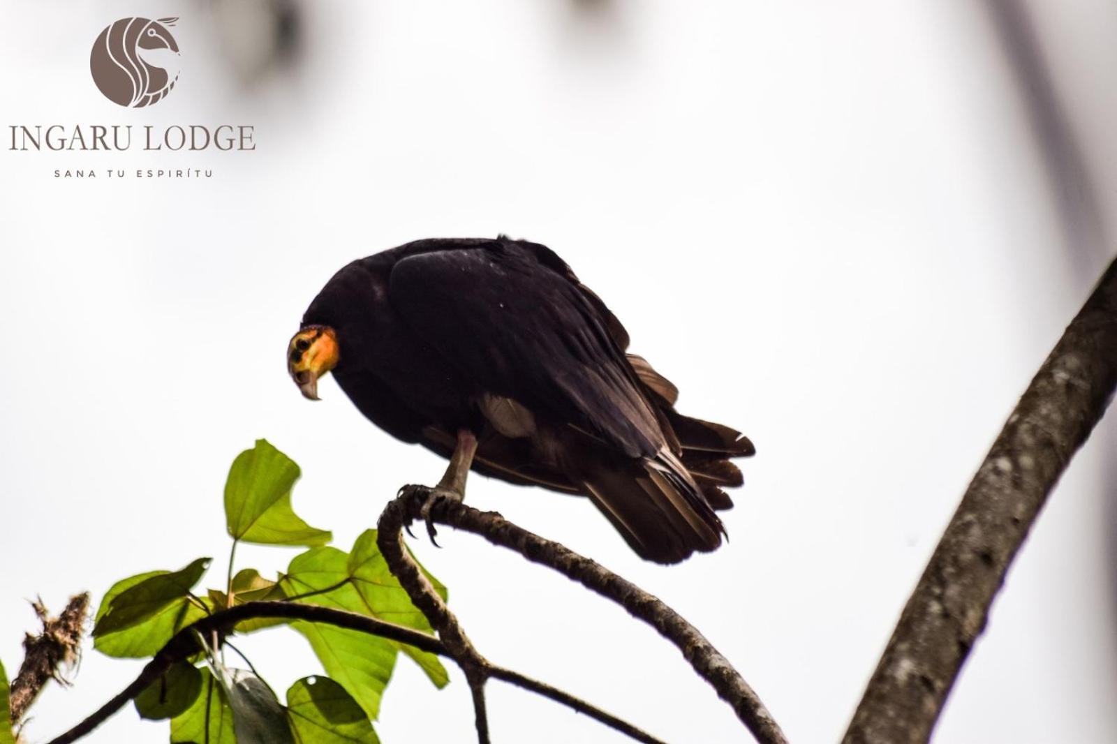 Ingaru Amazon Lodge